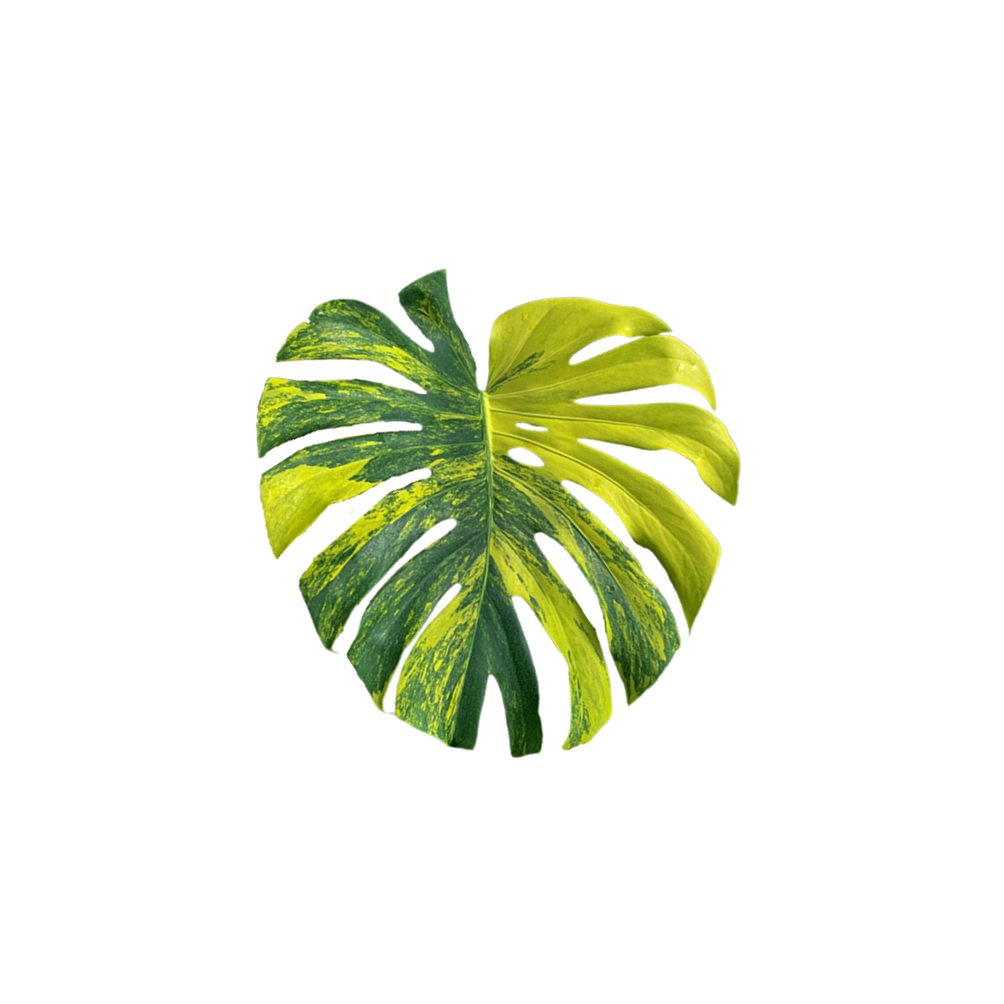 Monstera deliciosa 'Aurea'