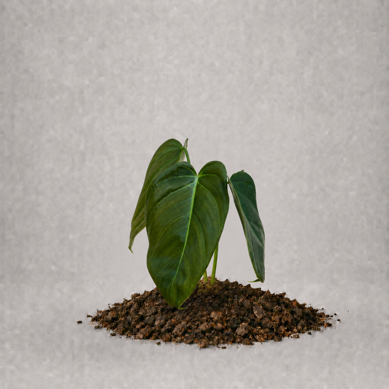 Philodendron pinnatilobum aff. x erubescens x melanochrysum