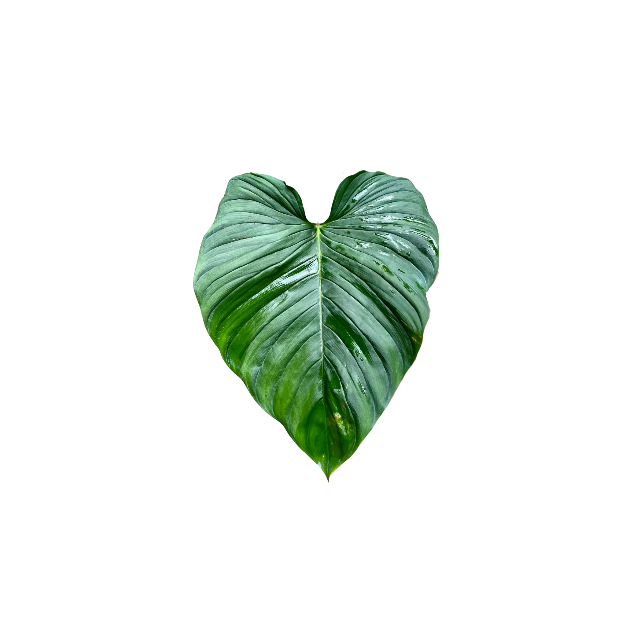 Philodendron alatisulcatum