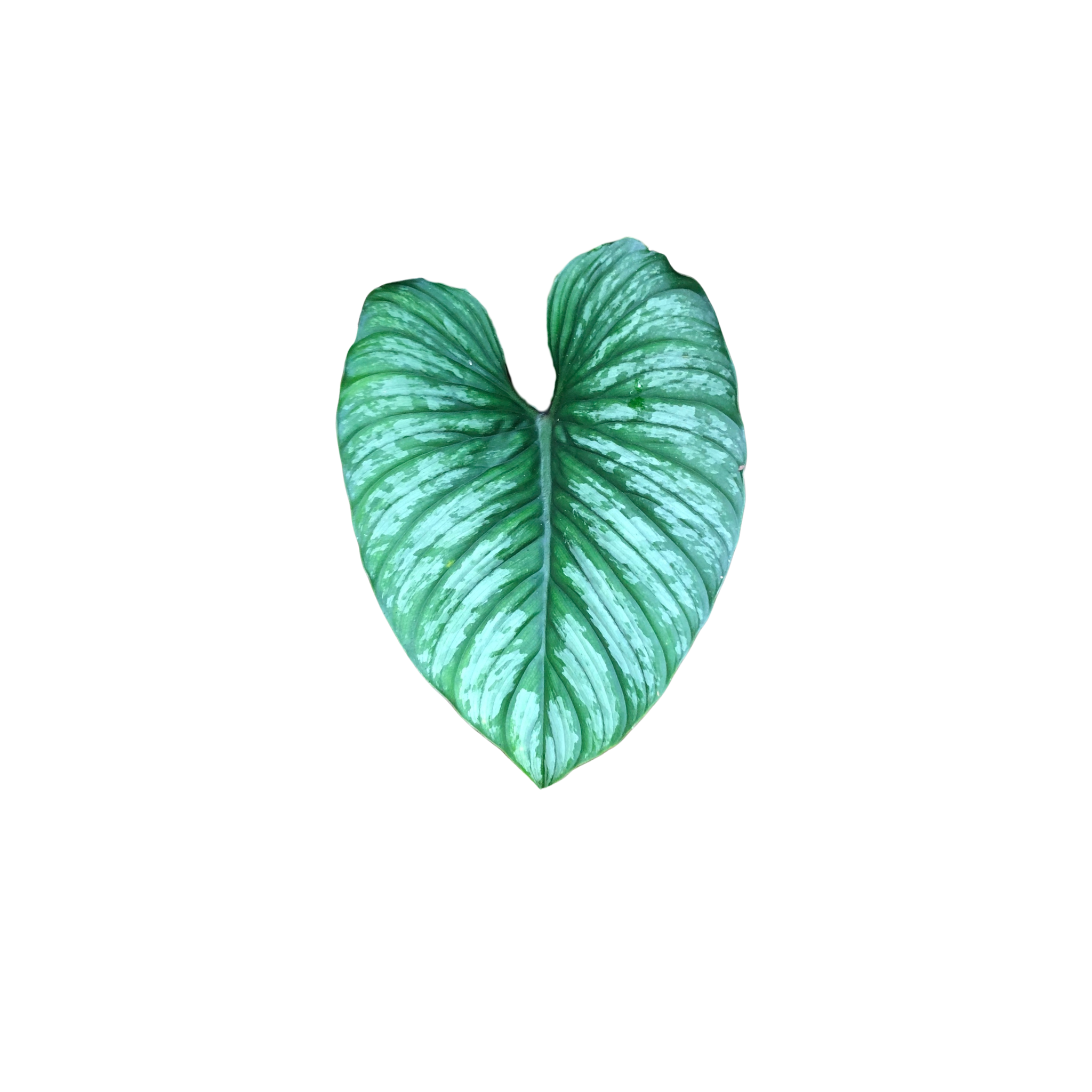 Philodendron mamei 'Silver Cloud'