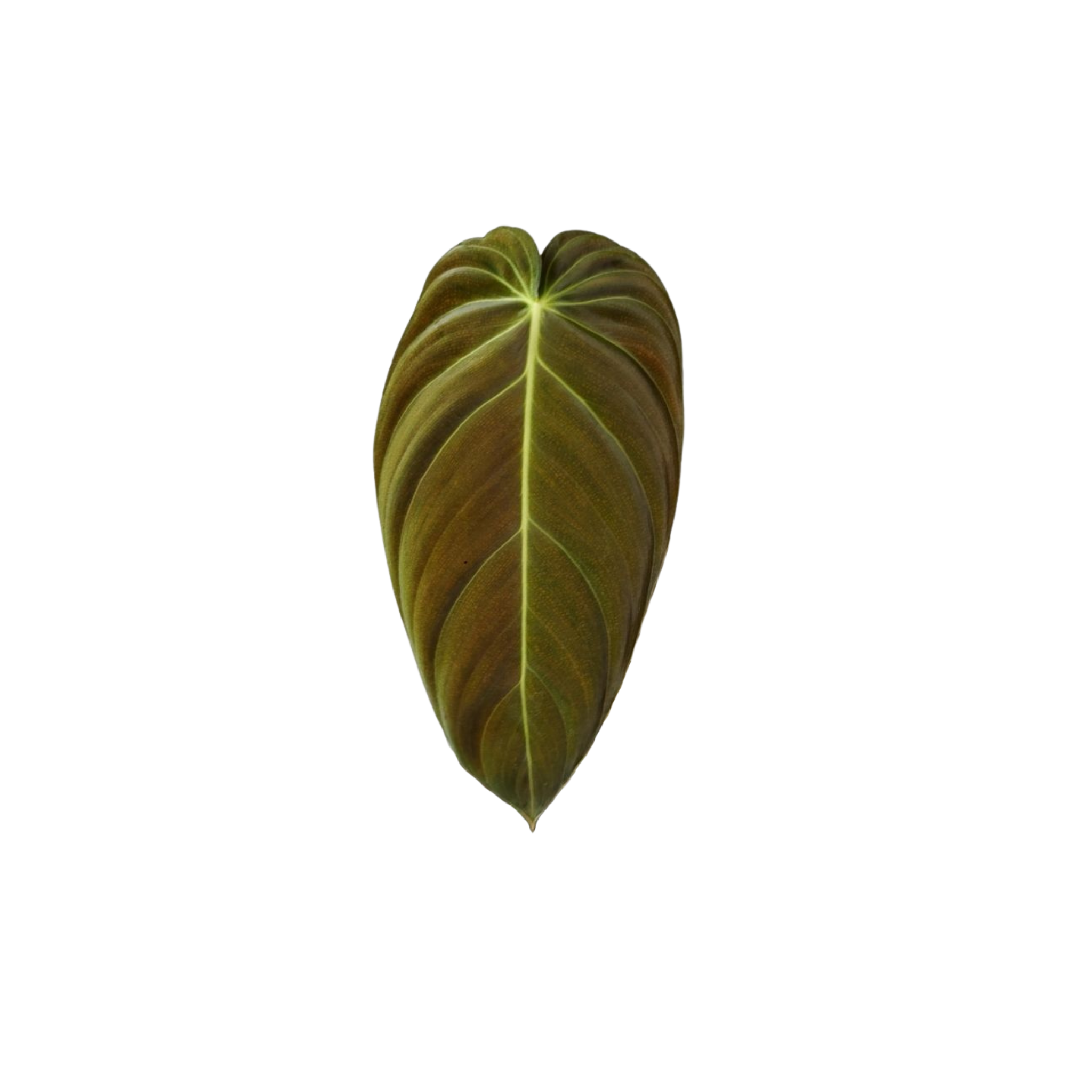 Philodendron melaochrysum