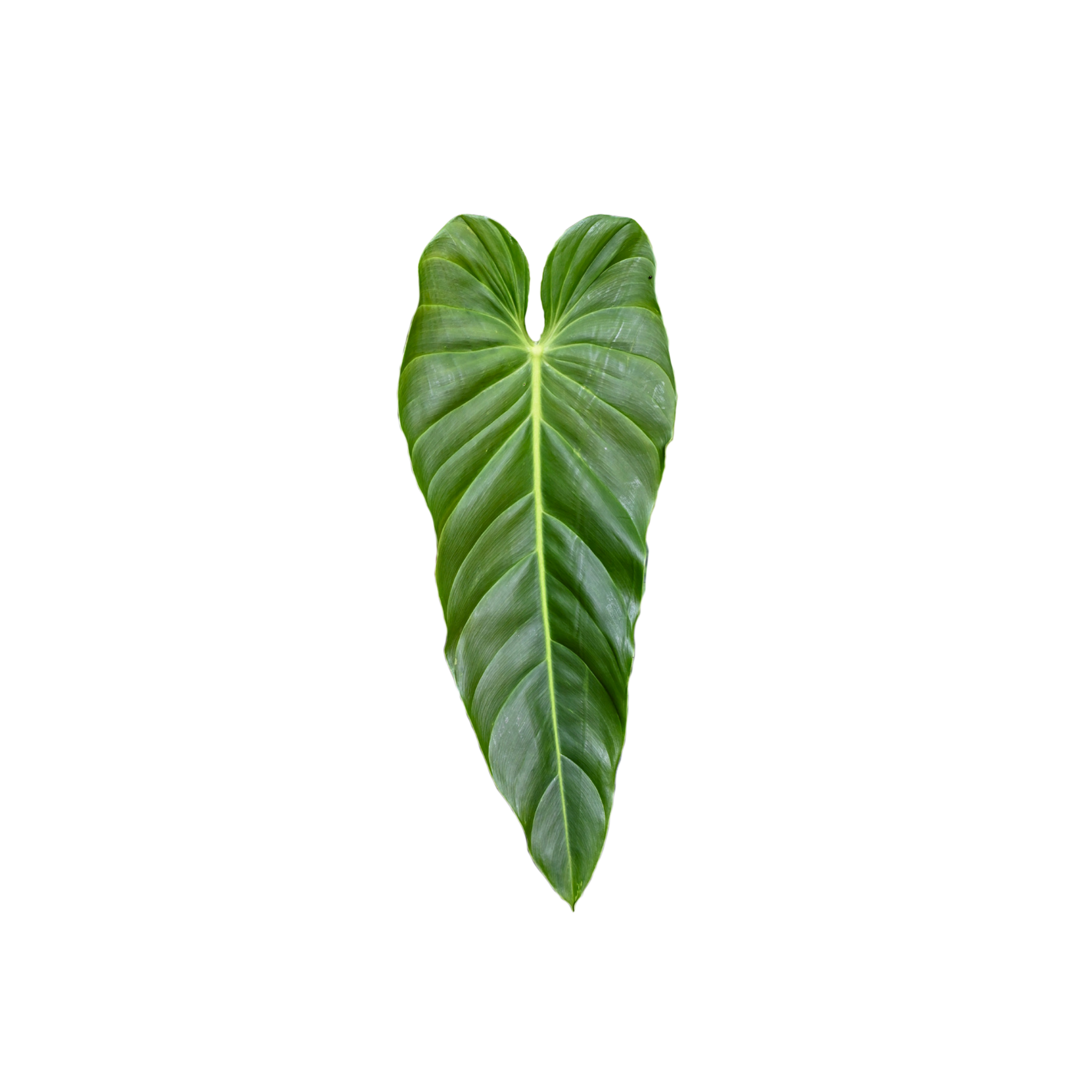 Philodendron esmeraldense