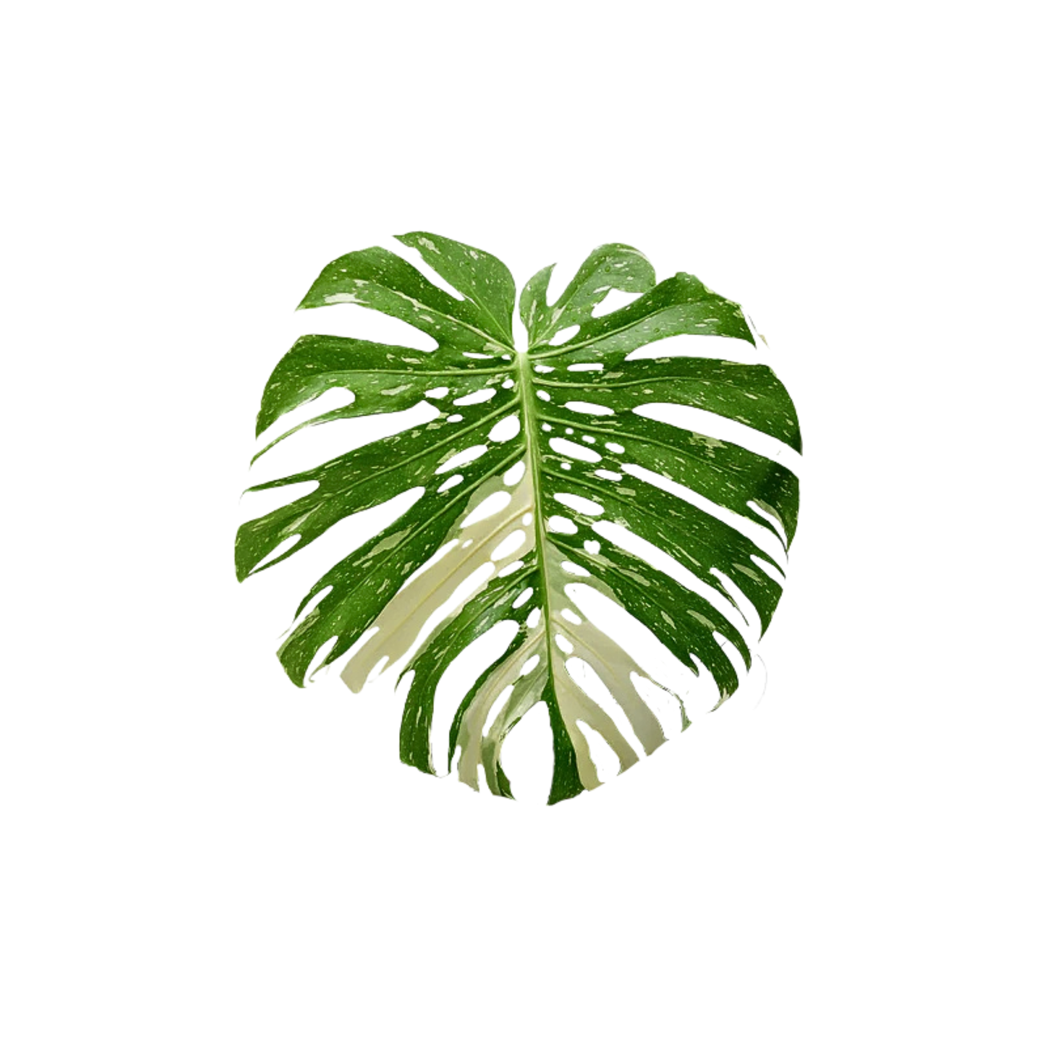 Monstera deliciosa 'Thai Constellation'