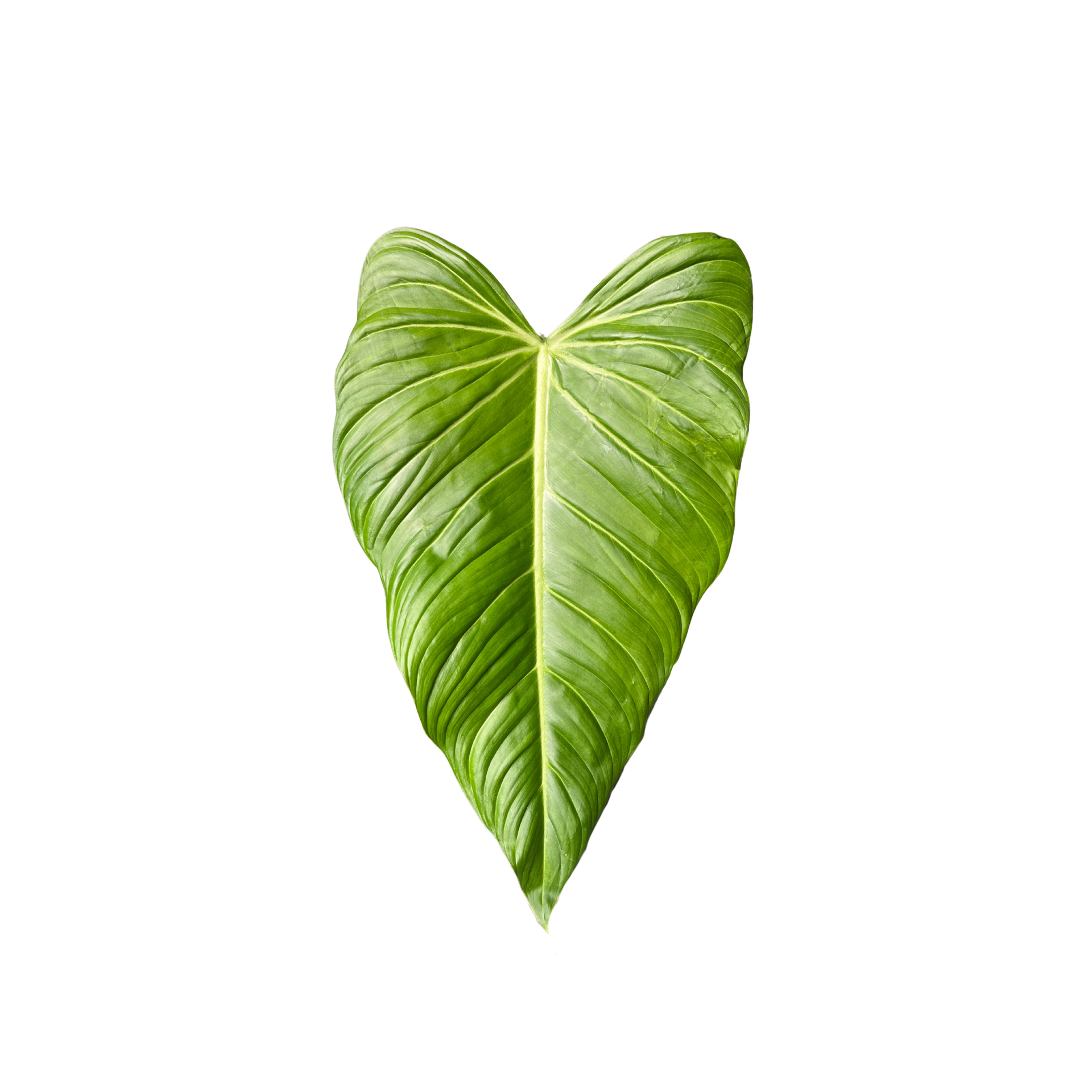 Philodendron gloriosum x asplundii – Das Pflanzenarchiv