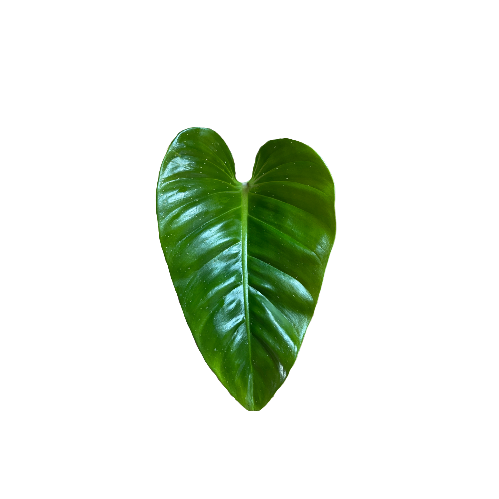 Philodendron attenuatum