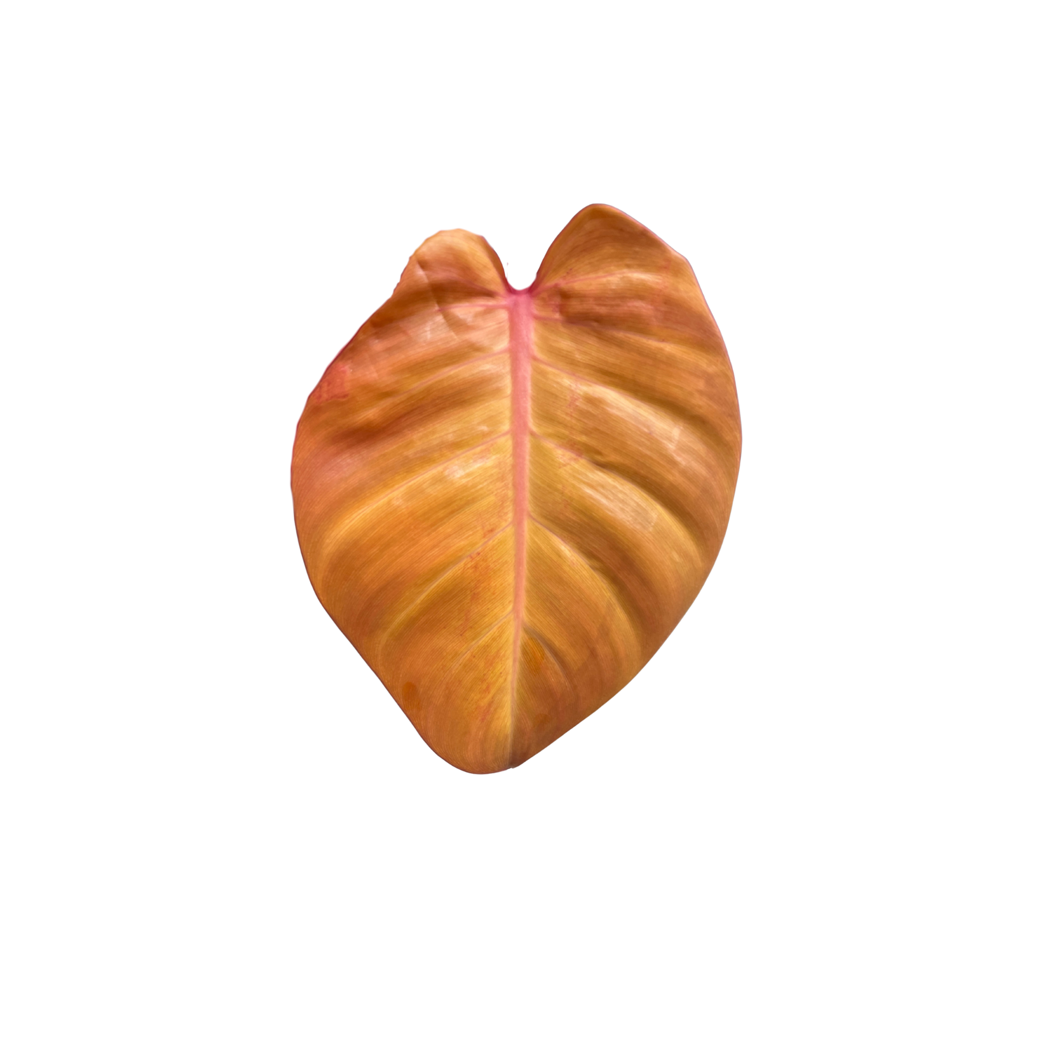 Philodendron sp. 'McColley's Finale'