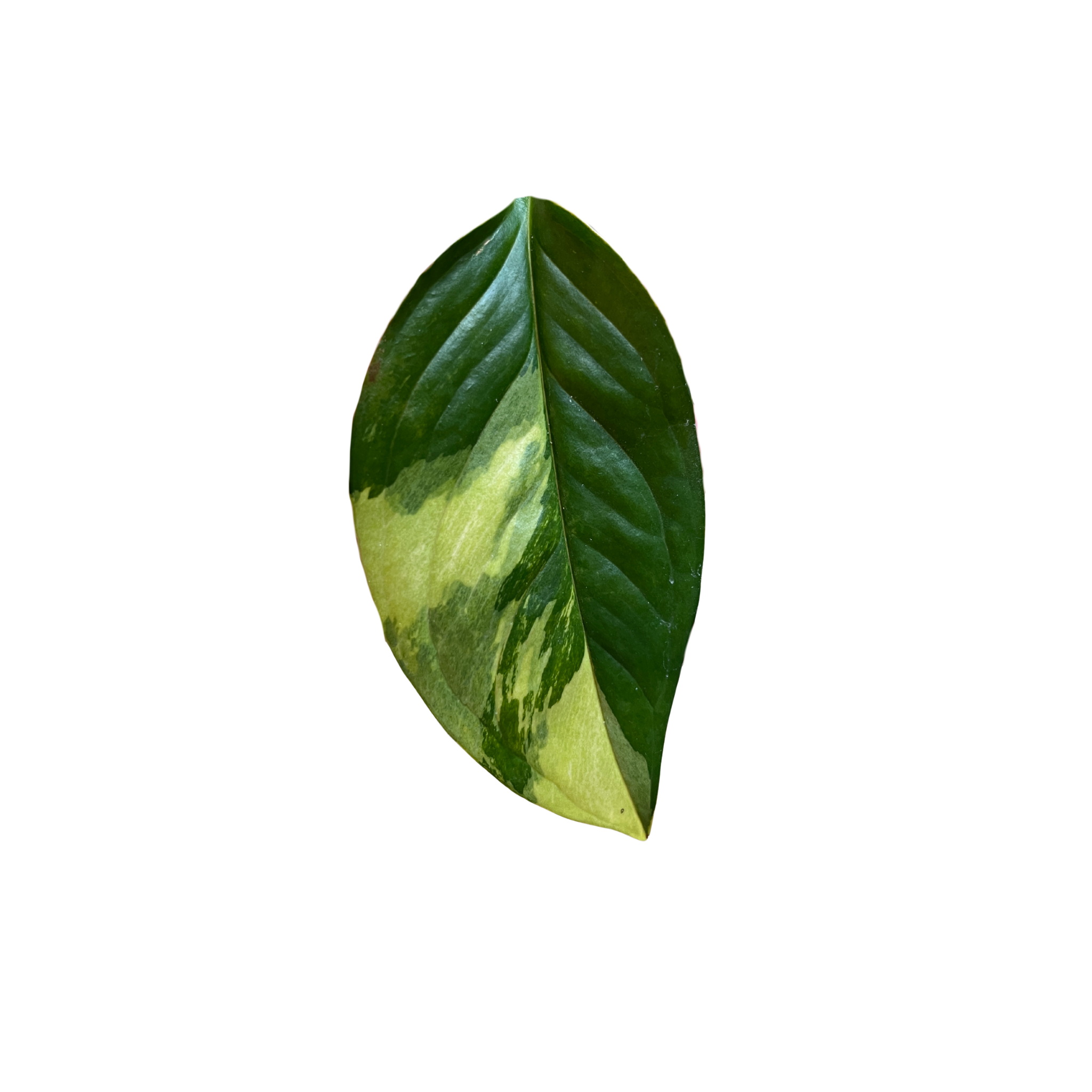 Monstera acacoyaguensis 'Variegata'