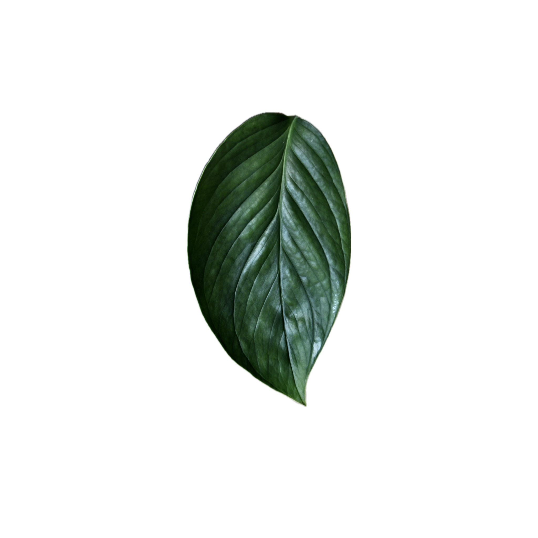 Monstera aureapinnata