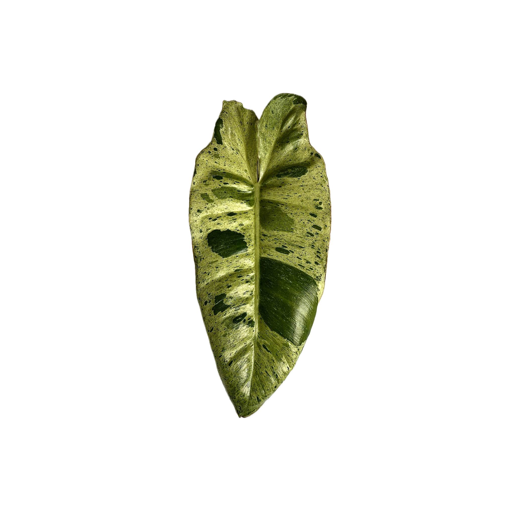Philodendron sp. 'Paraiso Verde'