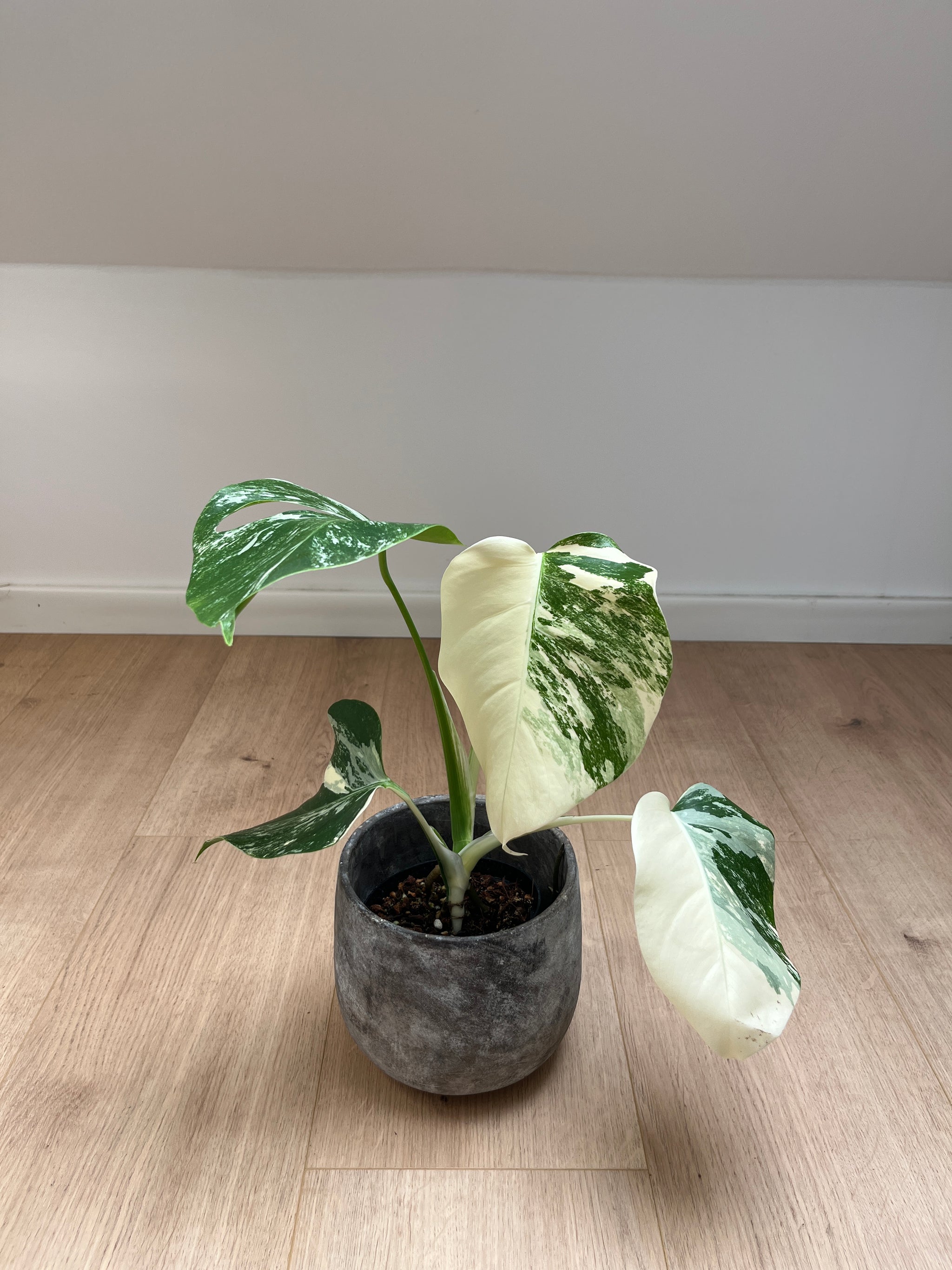 Monstera deliciosa var. borsigiana 'Variegata'