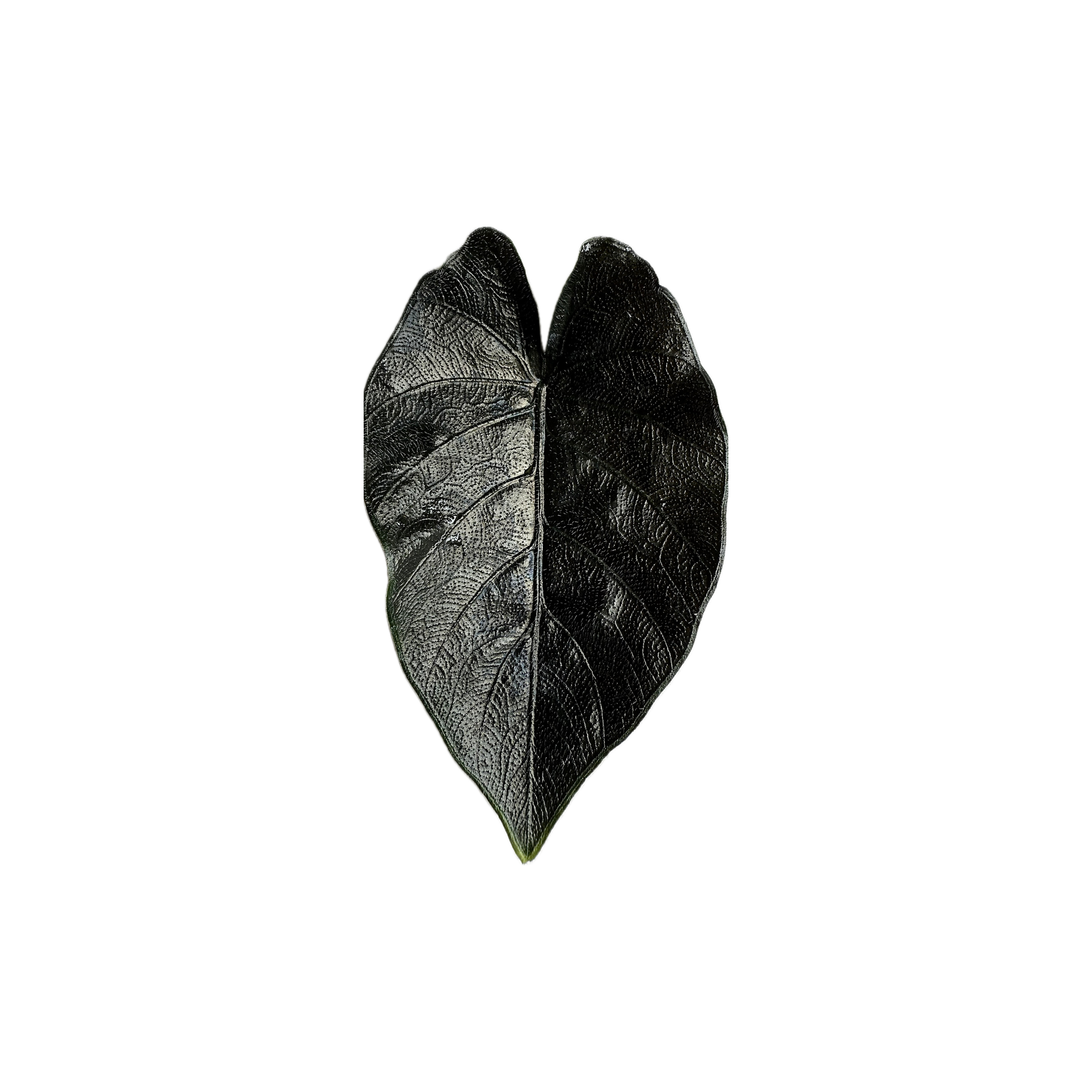 Alocasia chienlii 'Antoro Velvet'