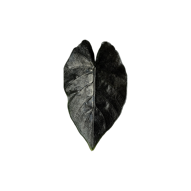 Alocasia chienlii 'Antoro Velvet'