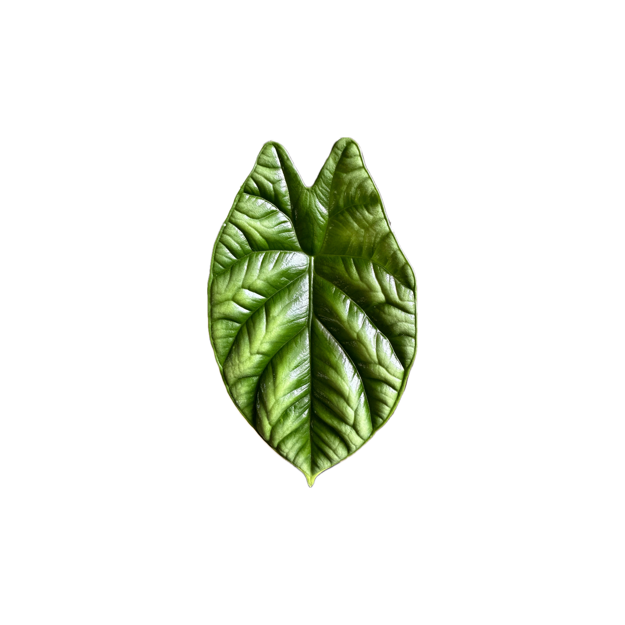 Alocasia sinuata
