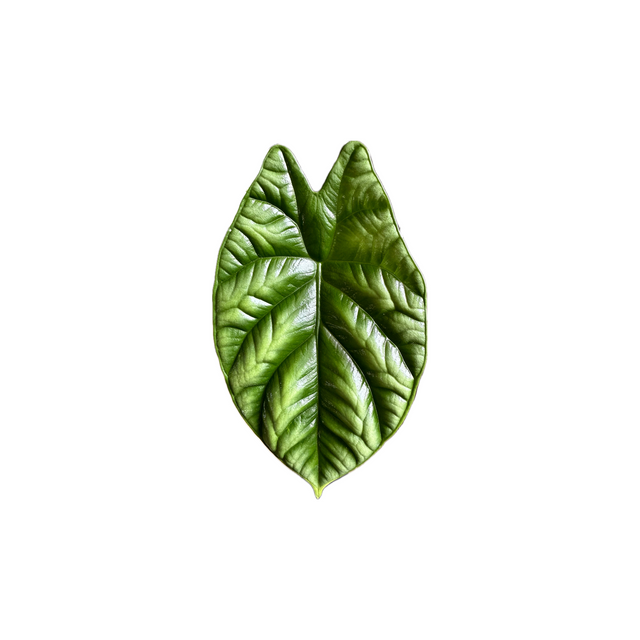 Alocasia sinuata