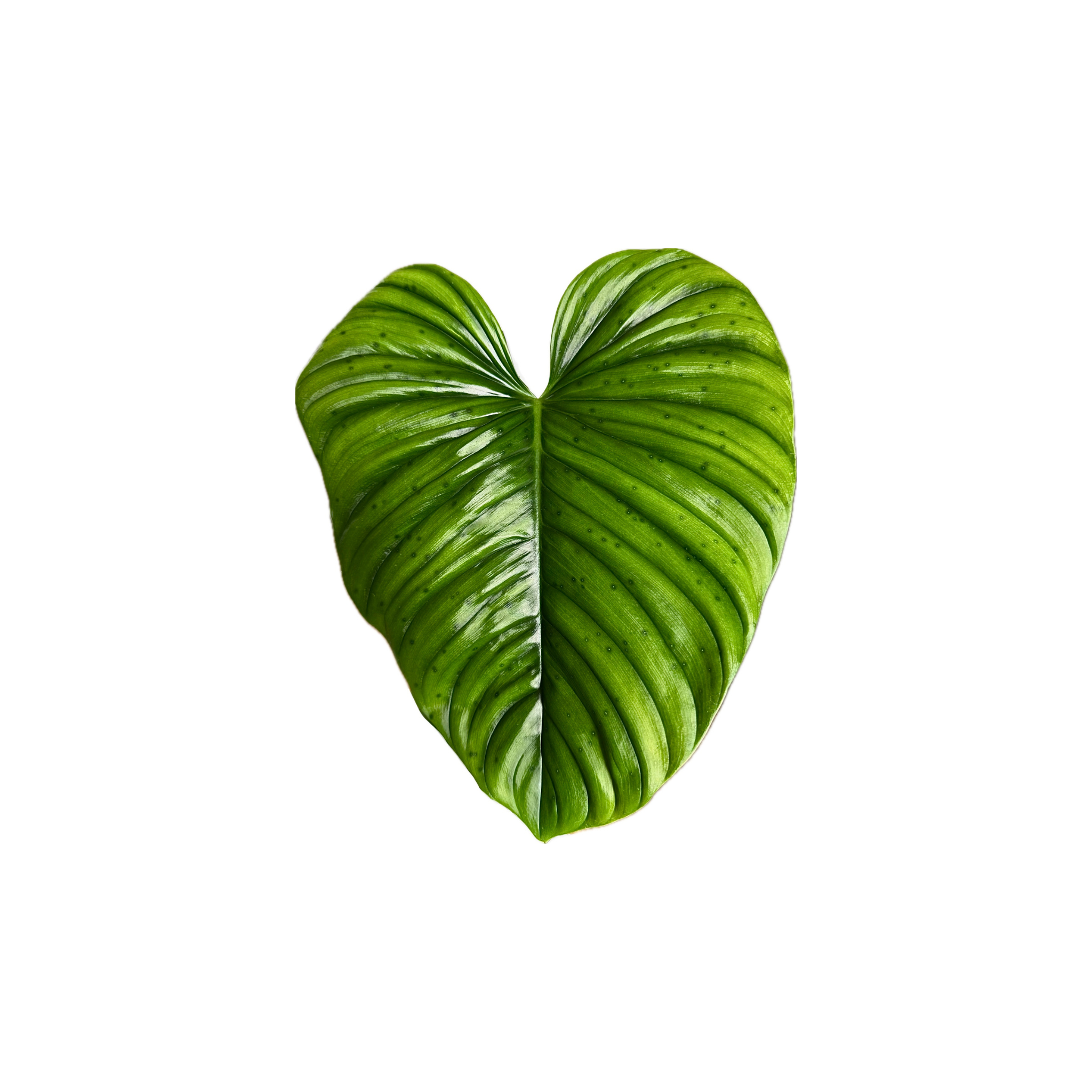 Philodendron rubrocinctum 'Platinum'