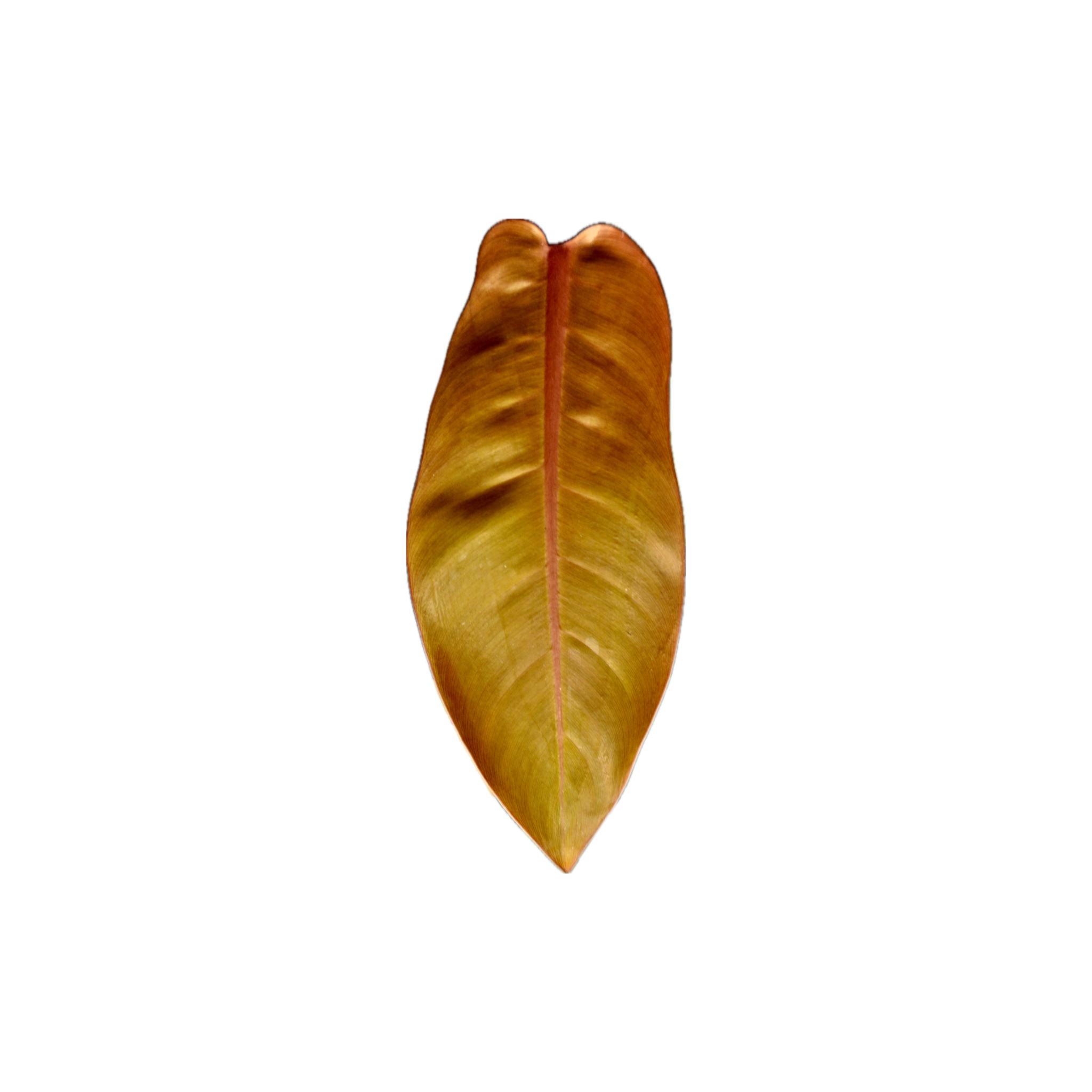 Philodendron sp. 'Prince Of Orange'