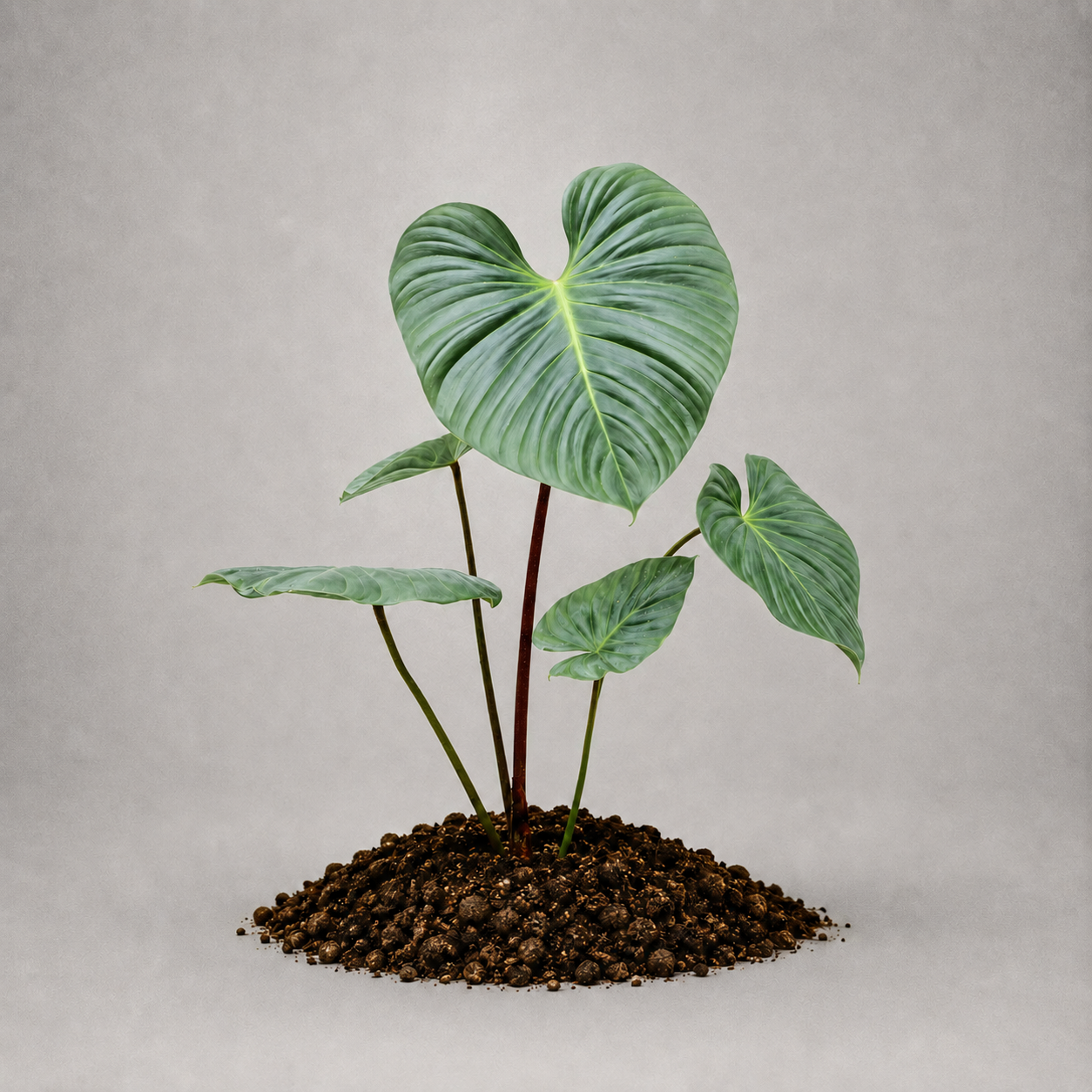 Philodendron mamei 'Green'
