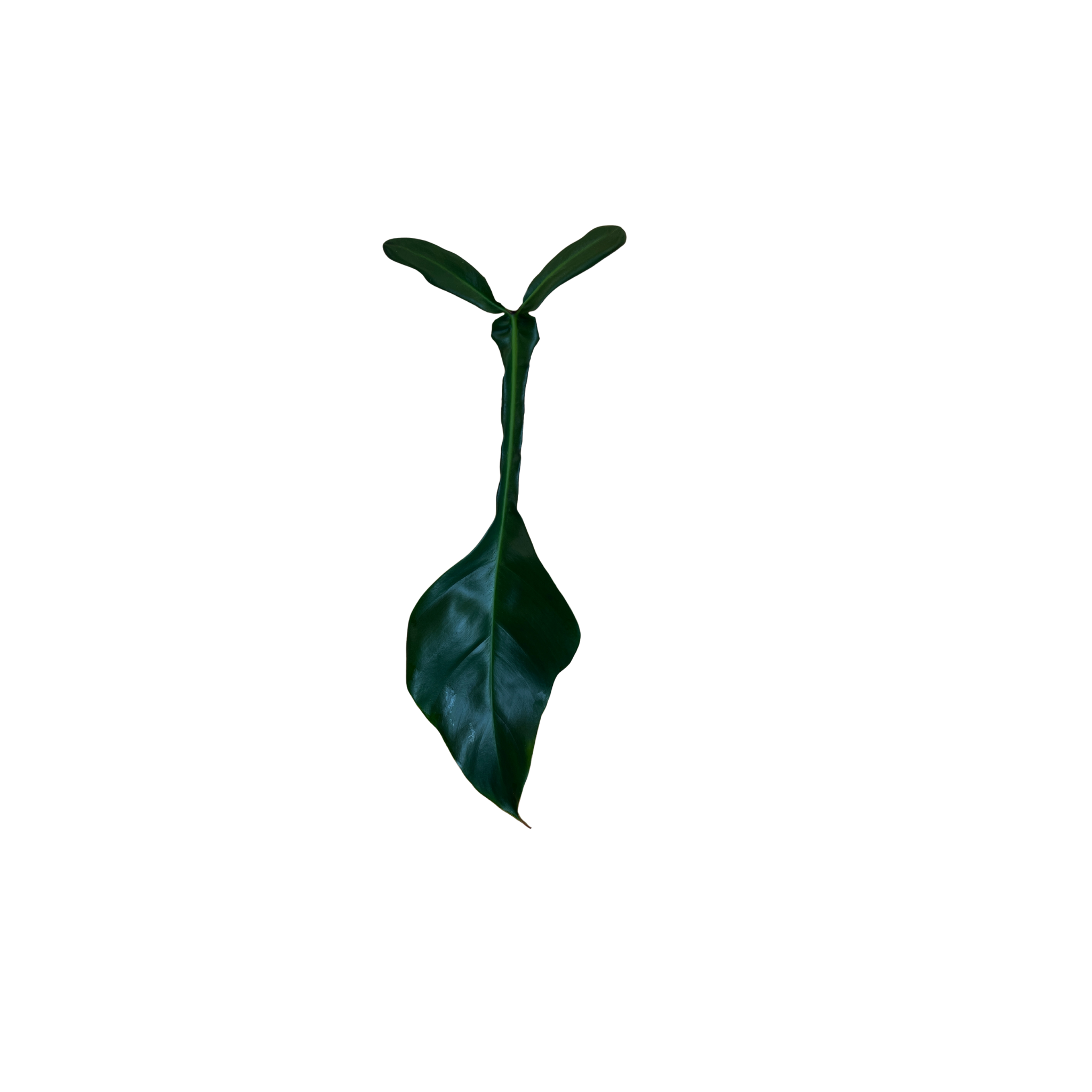 Philodendron x joepii