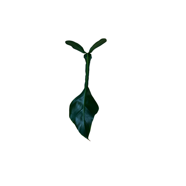 Philodendron x joepii