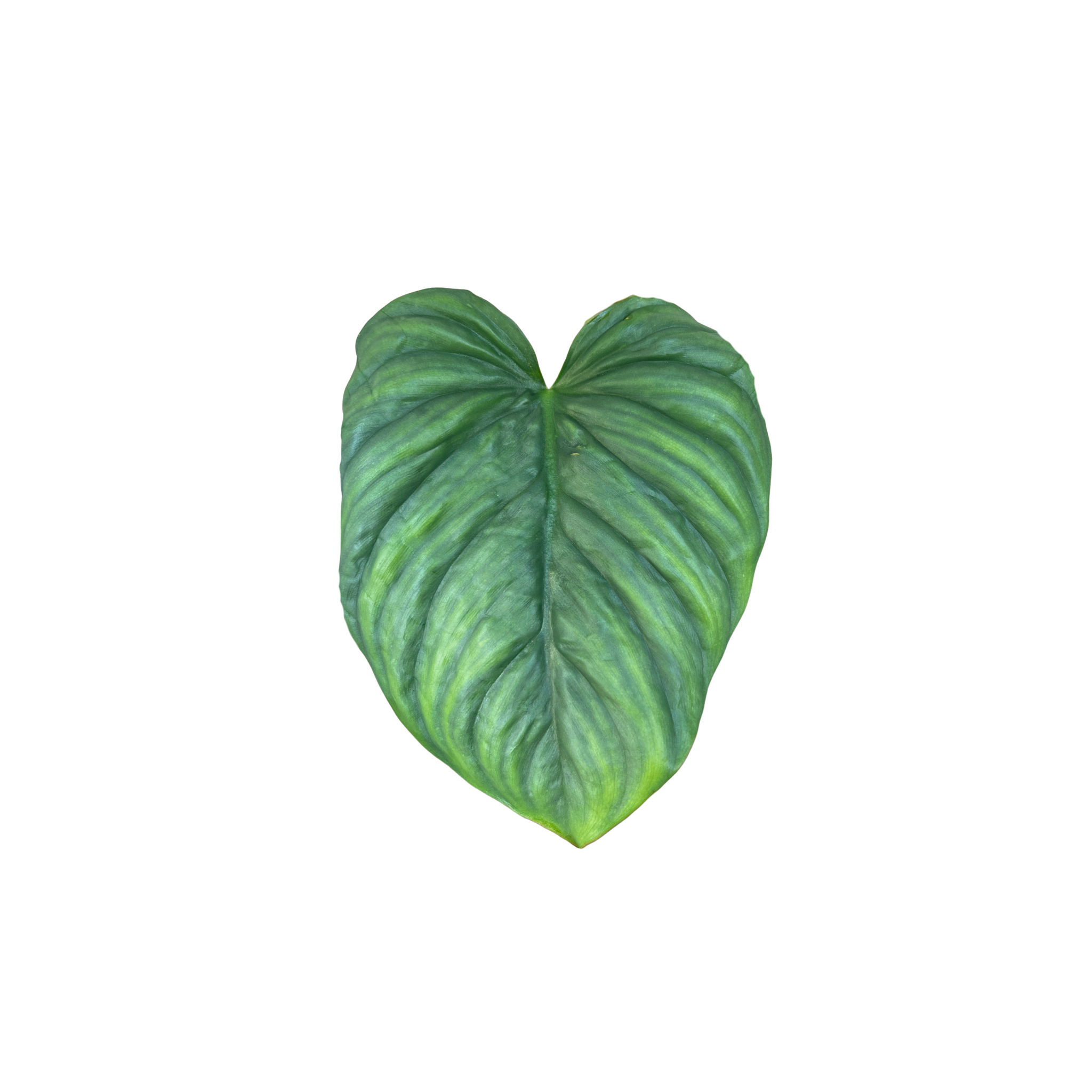 Philodendron sp. 'Colombia'