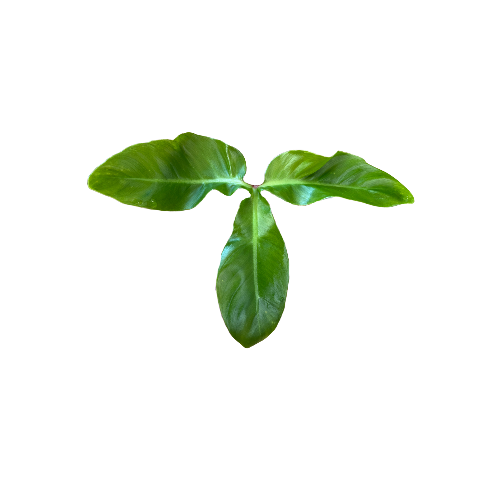 Philodendron barrosoanum 5