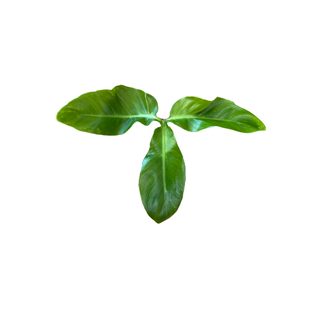 Philodendron barrosoanum 5