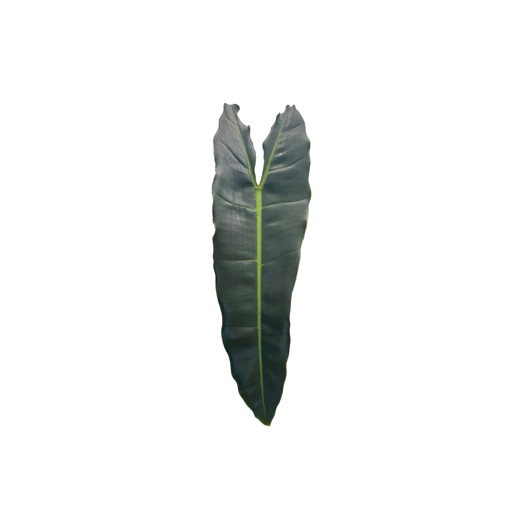 Philodendron billietiae