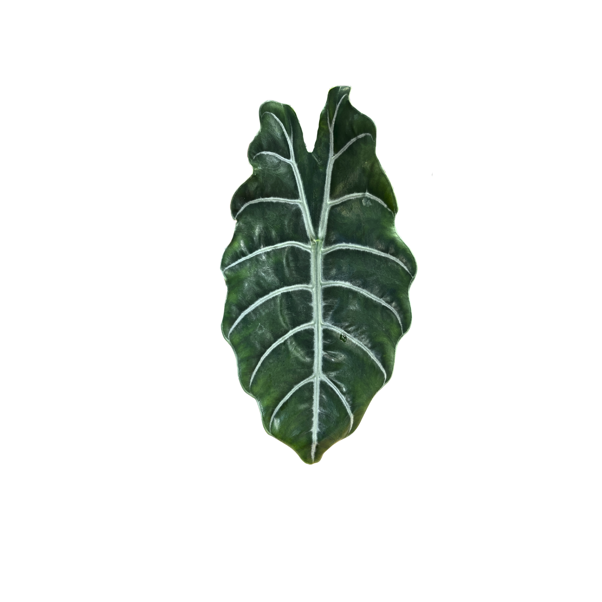 Alocasia cuprea x sanderiana