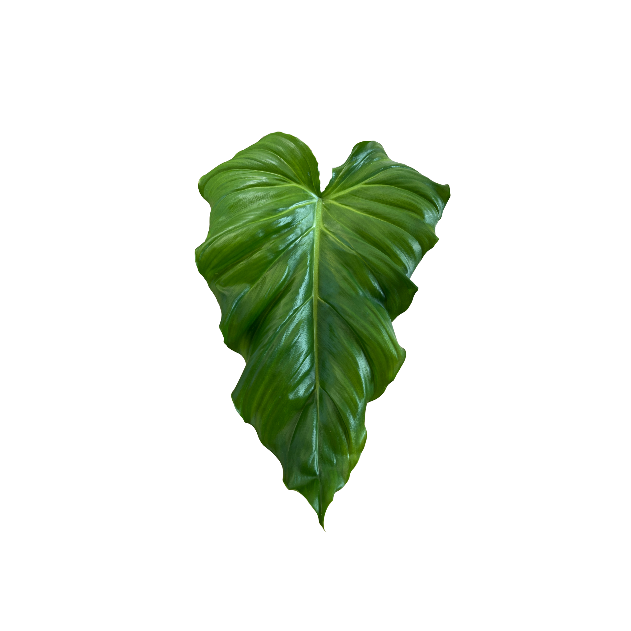 Philodendron barrosoanum 5 x pastazanum
