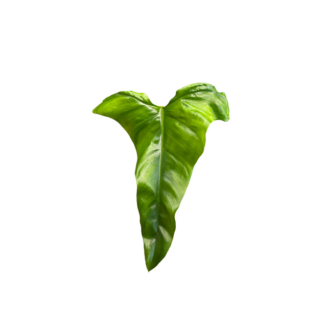 Philodendron delinksii