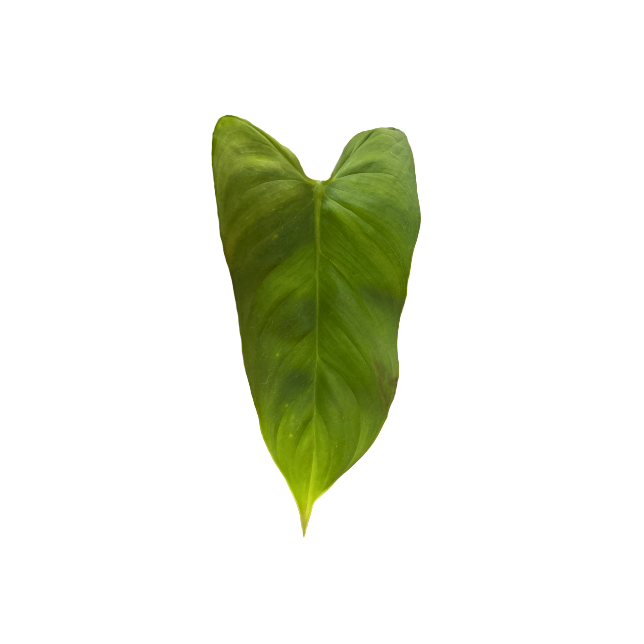 Philodendron narinoense cf.
