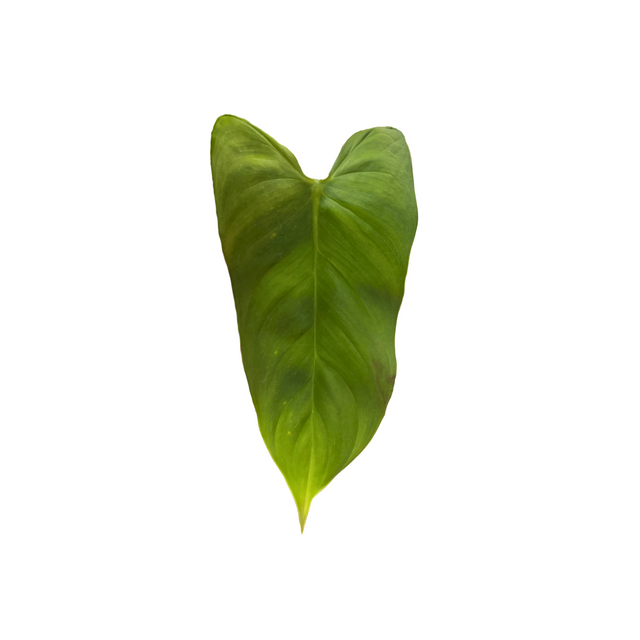 Philodendron narinoense cf.