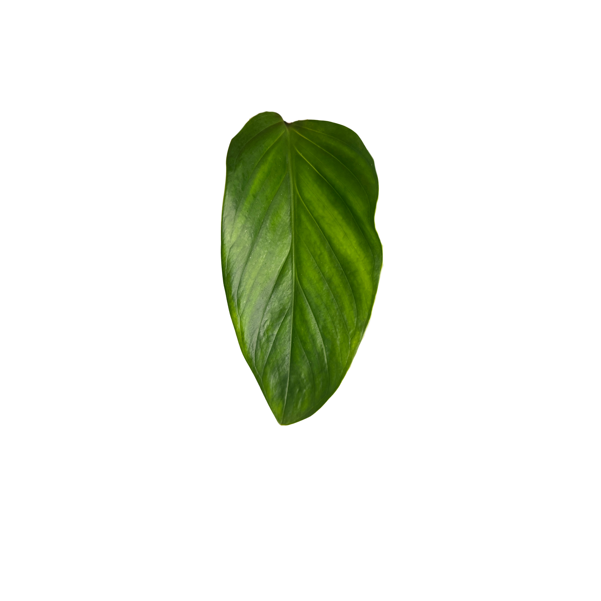 Monstera egregia