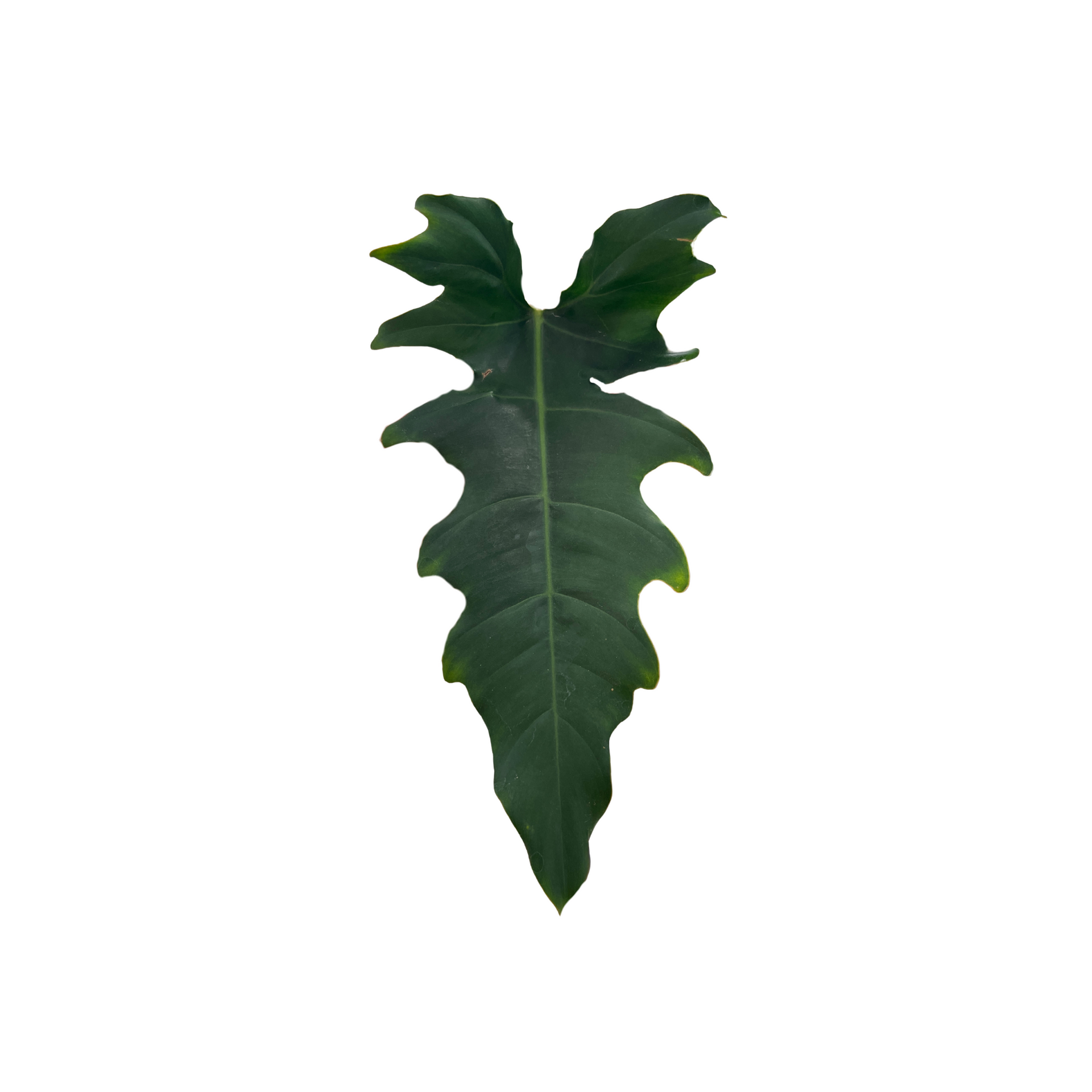 Philodendron pinnatilobum aff. x tortum – Das Pflanzenarchiv