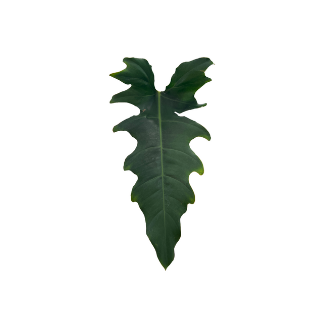 Philodendron pinnatilobum aff. x tortum