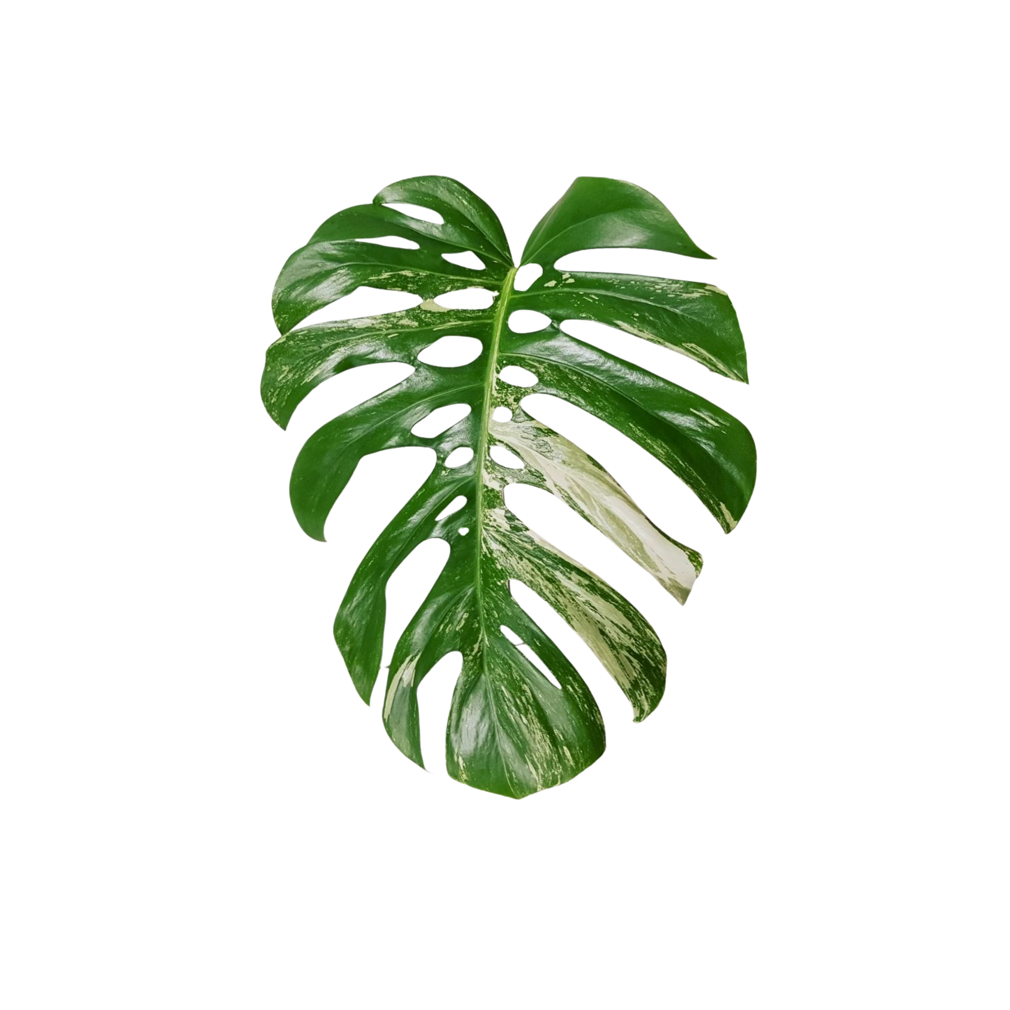 Monstera deliciosa var. borsigiana 'Variegata'