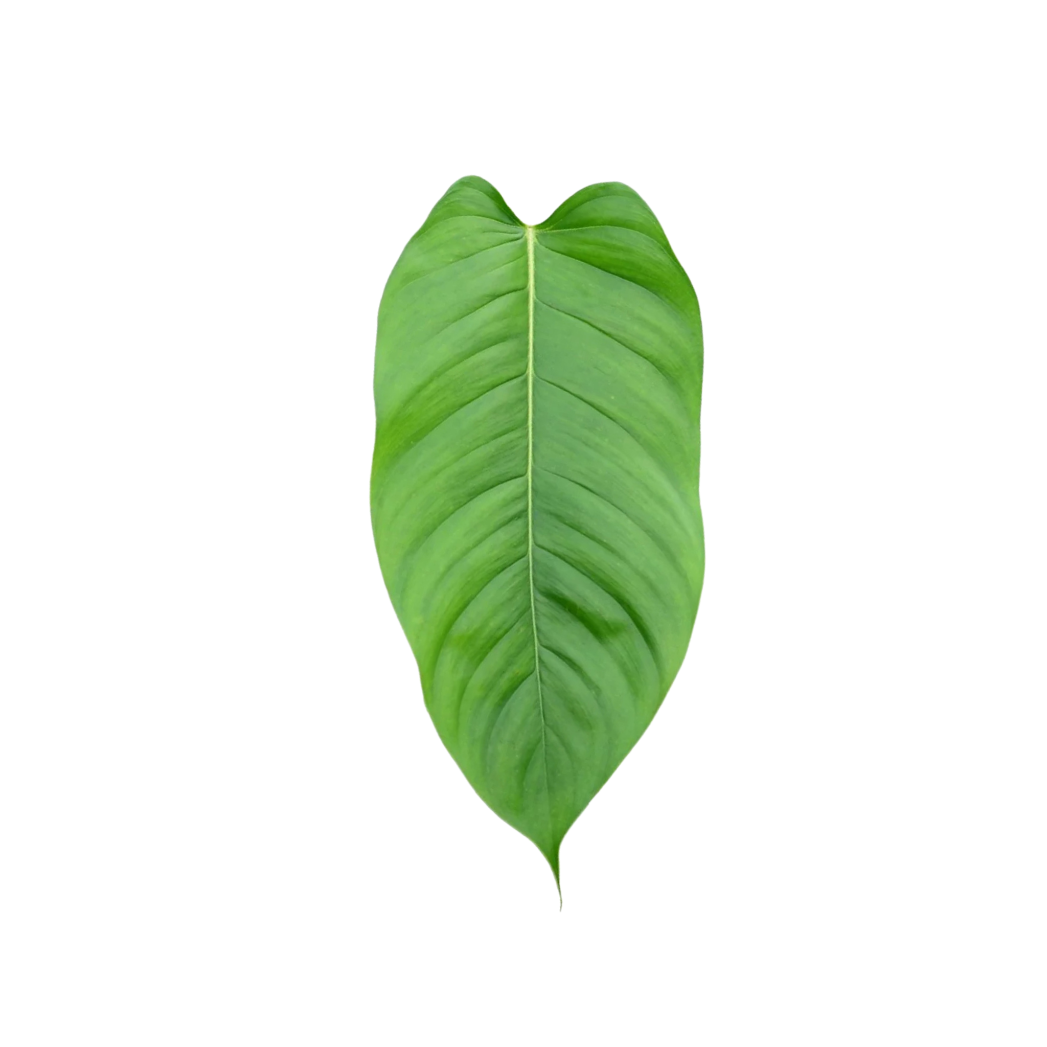 Philodendron genevieveanum