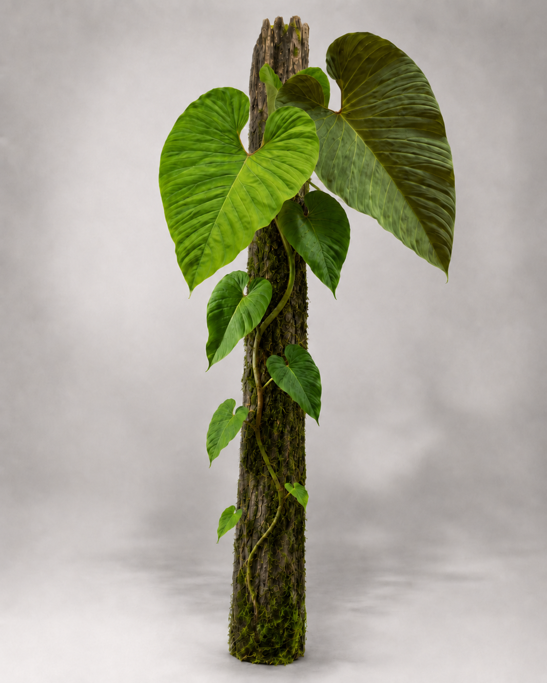 Philodendron serpens x verrucosum