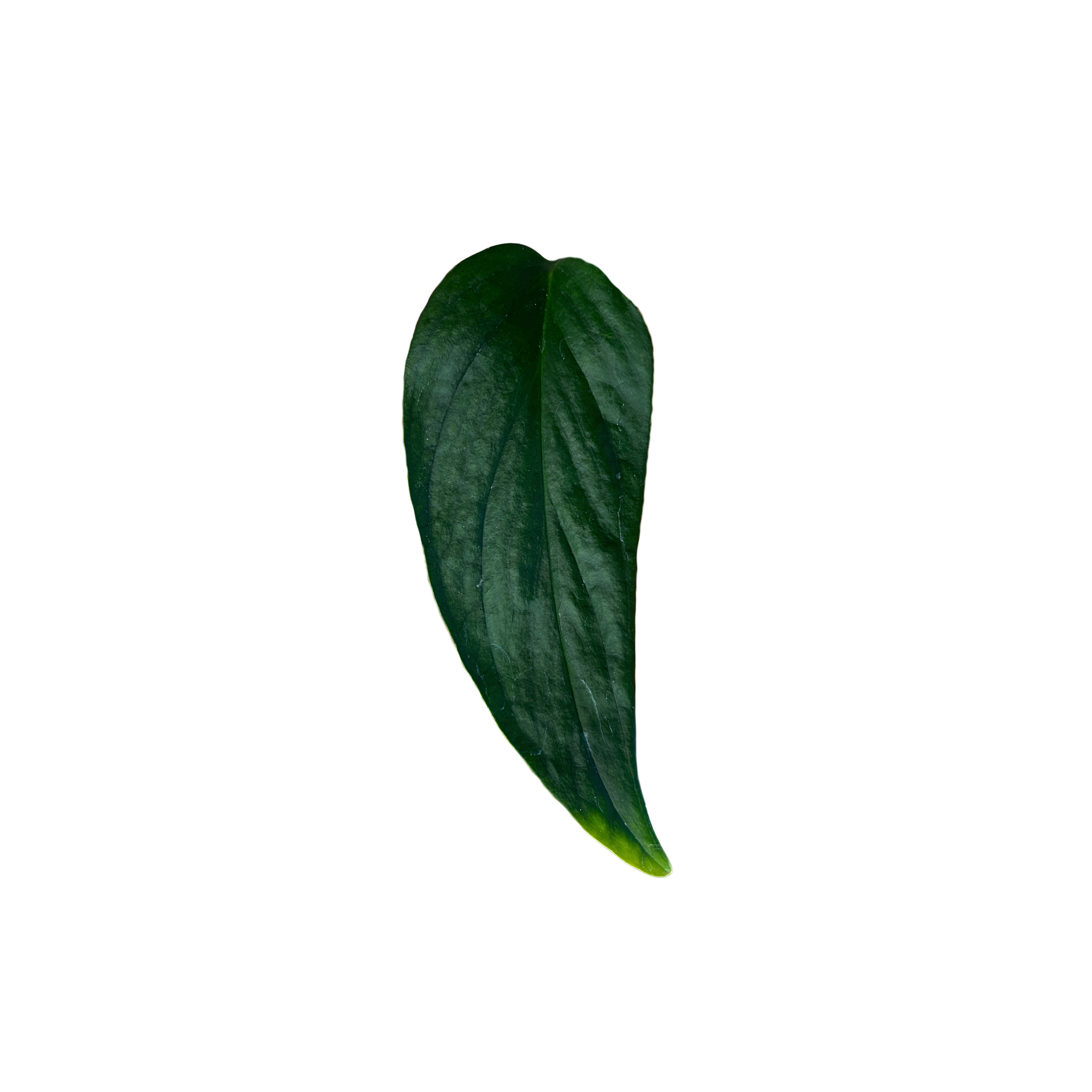 Monstera dissecta
