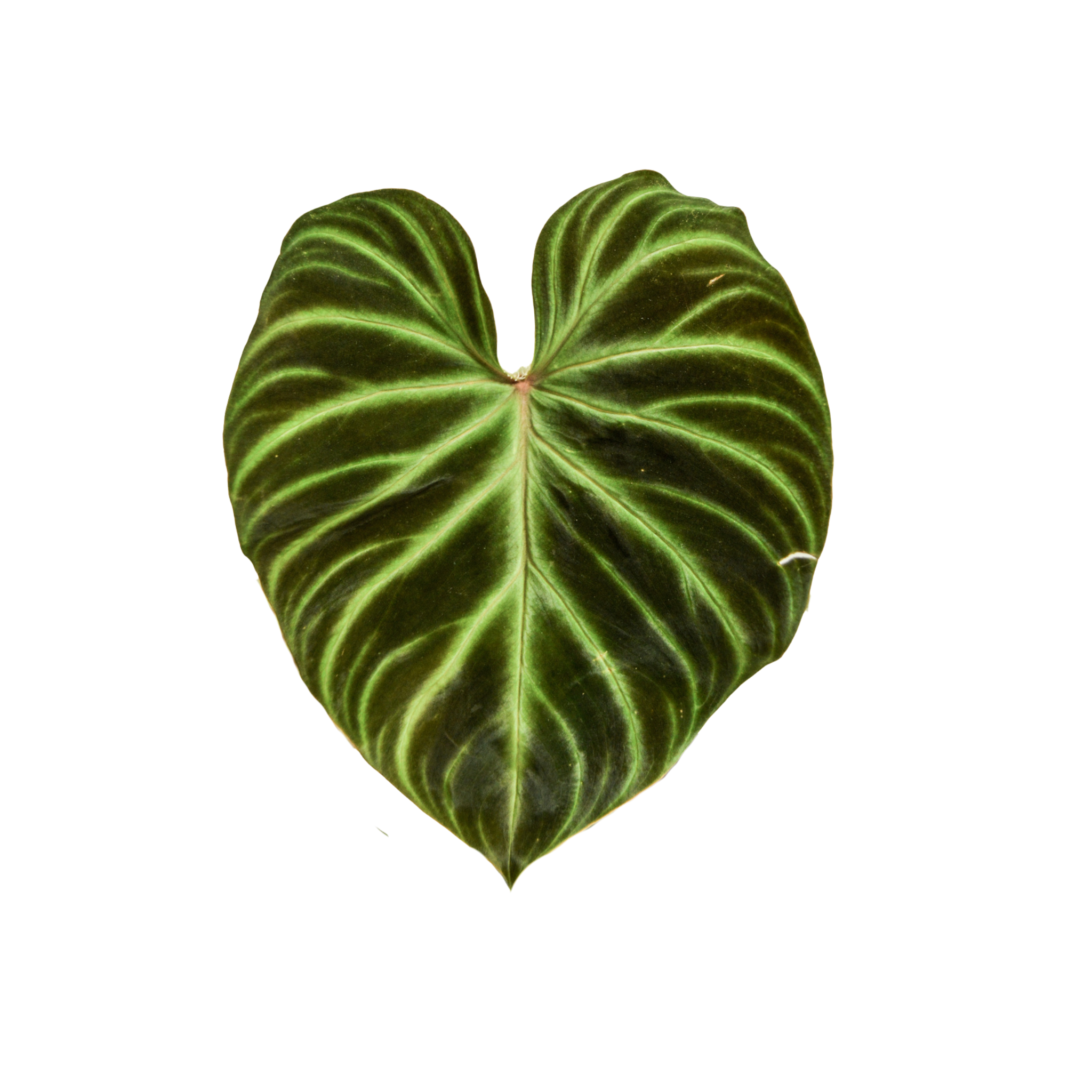 Philodendron verrucosum 'Amazon Sunset'