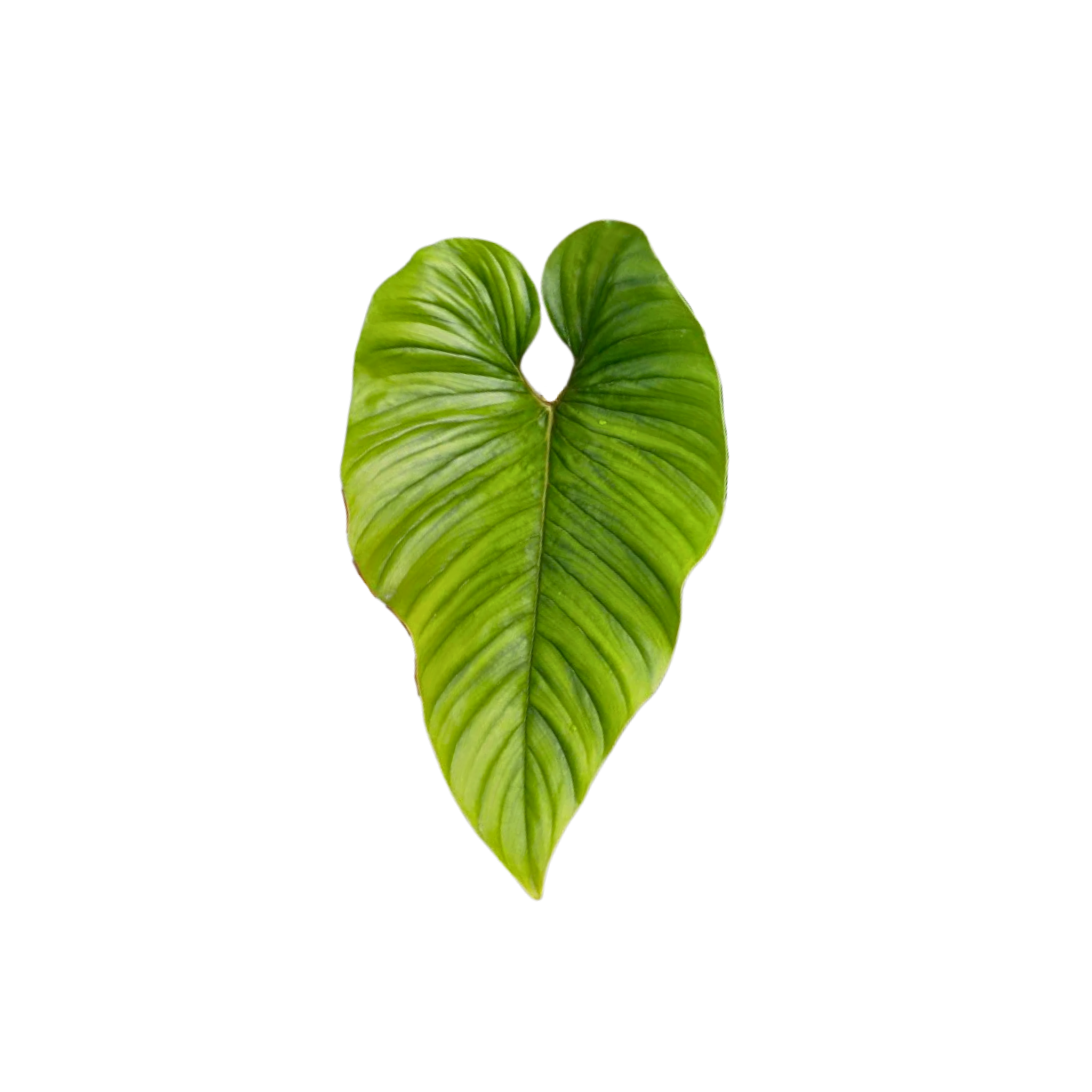 Philodendron serpens