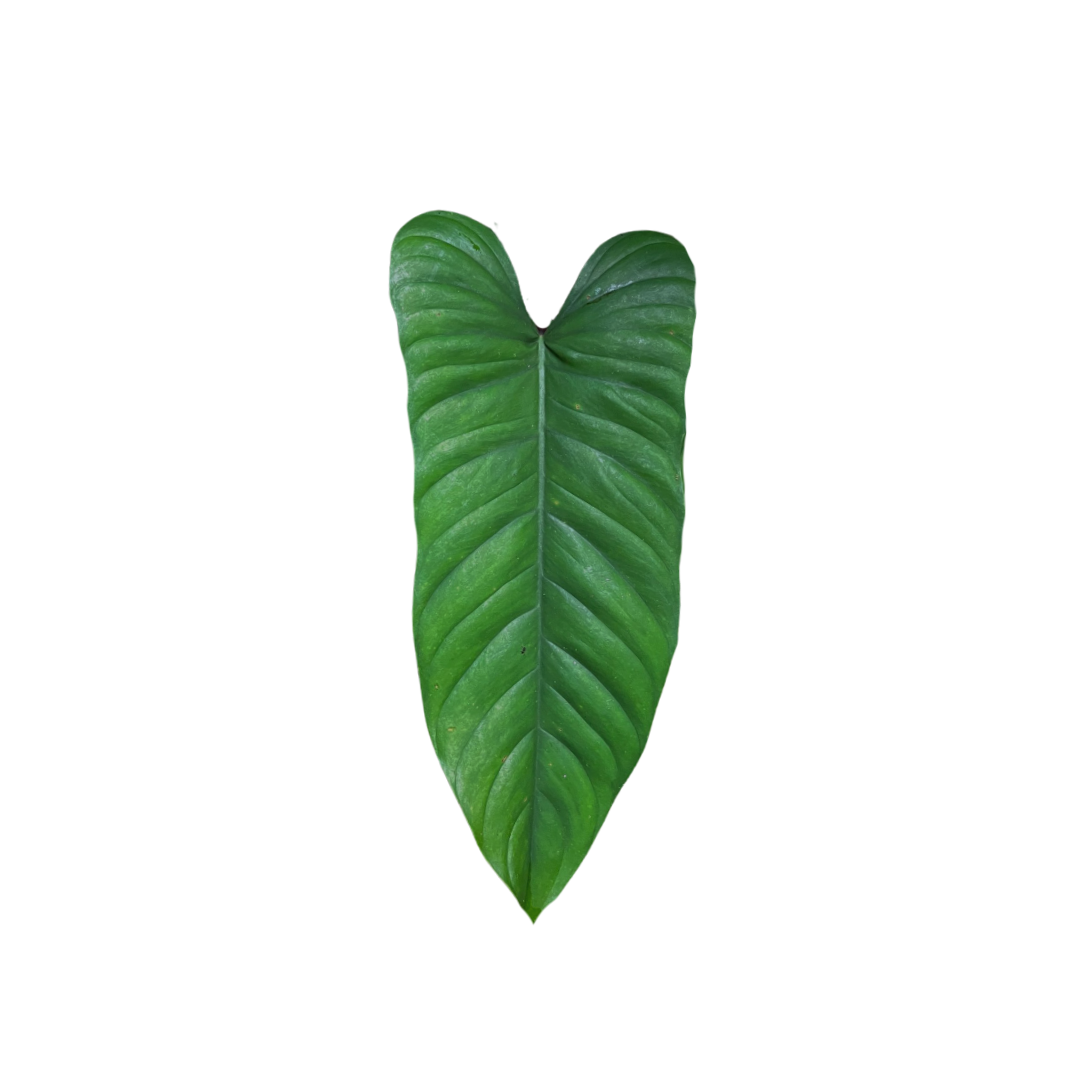 Philodendron ernestii 'Red'