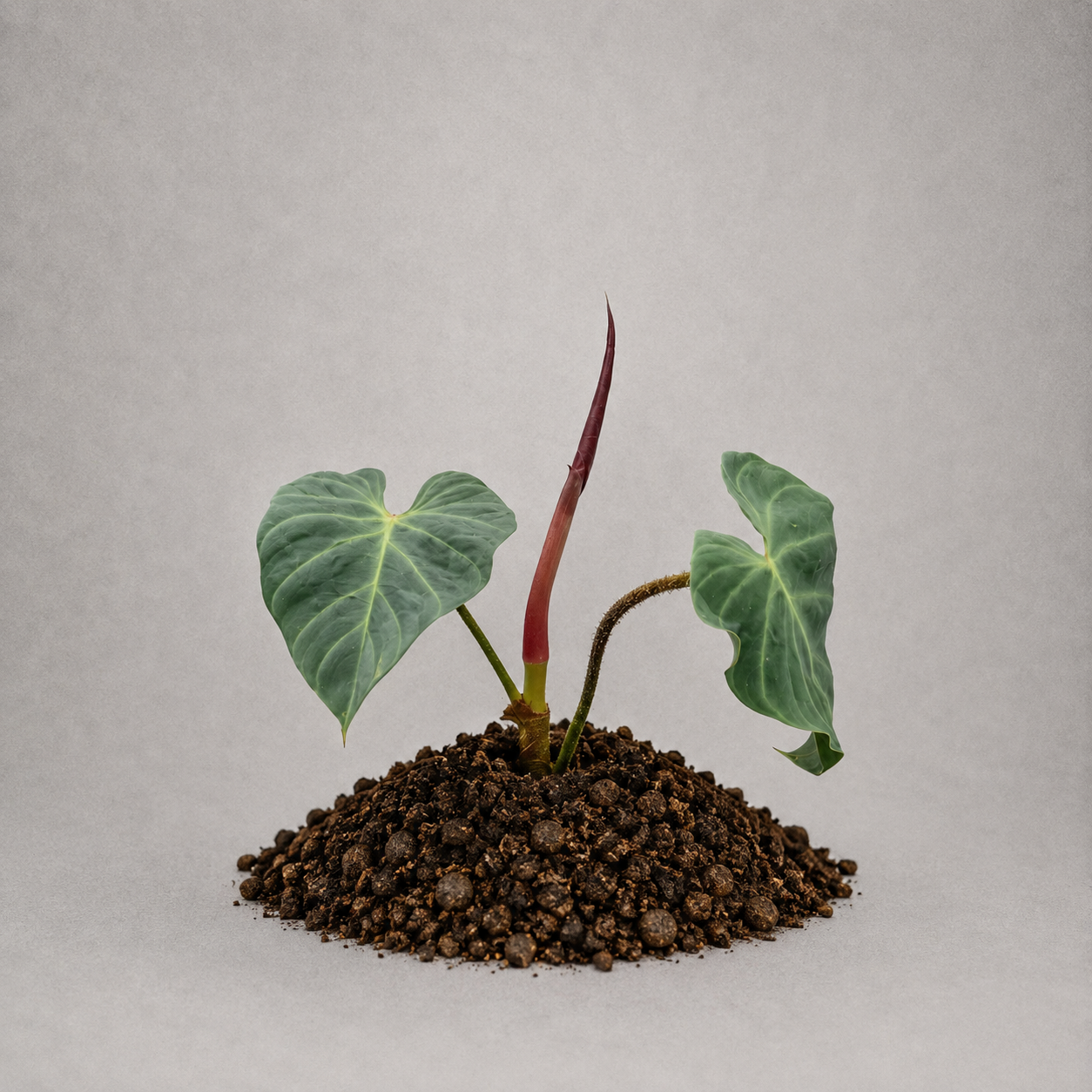 Philodendron verrucosum 'Amazon Sunset'