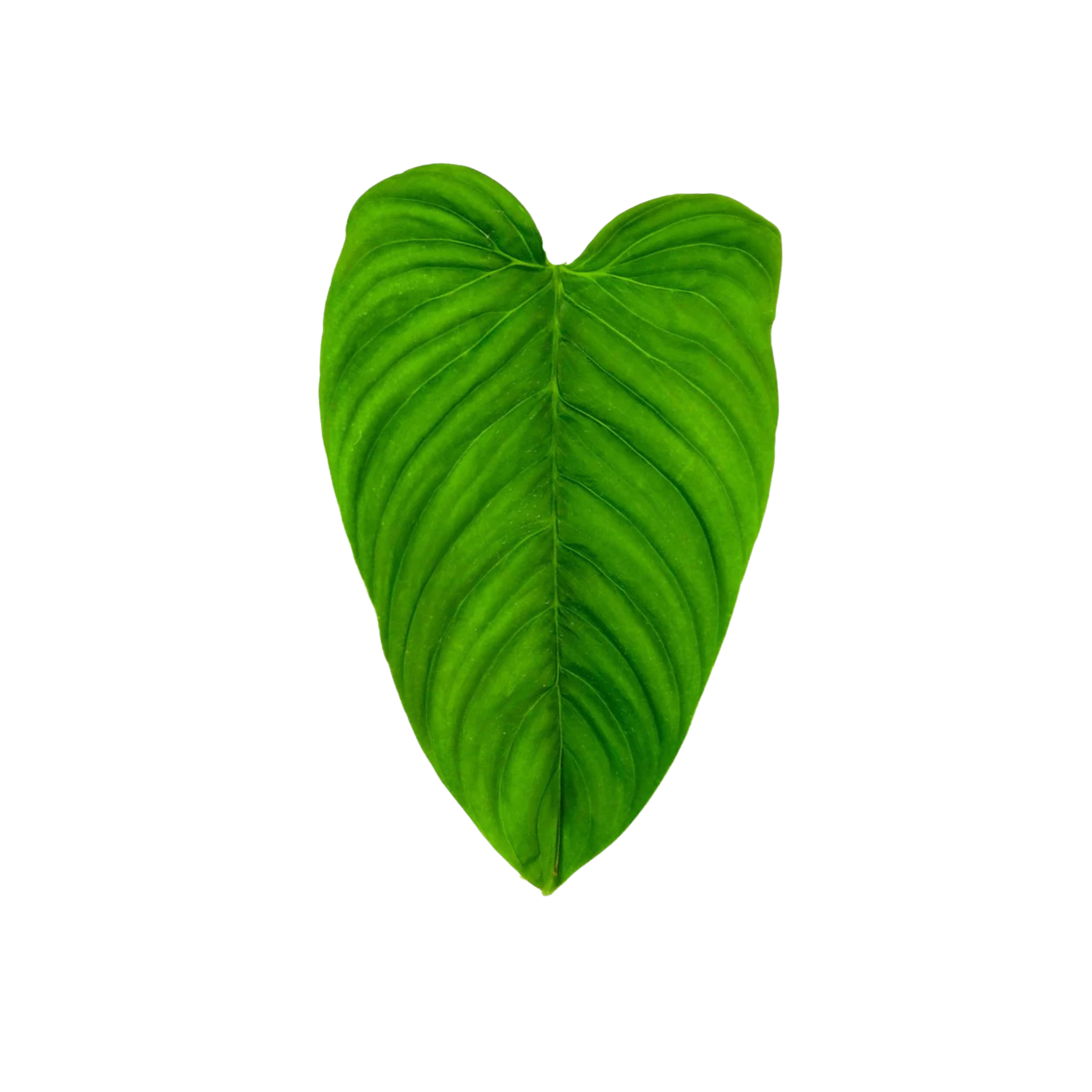 Philodendron curvipetiolatum aff.