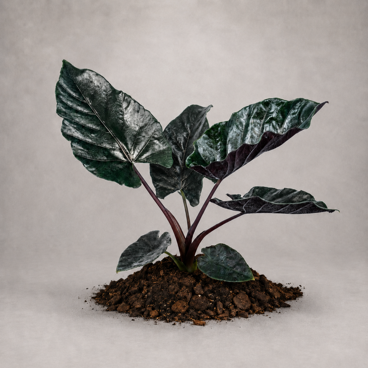 Alocasia chienlii 'Antoro Velvet'