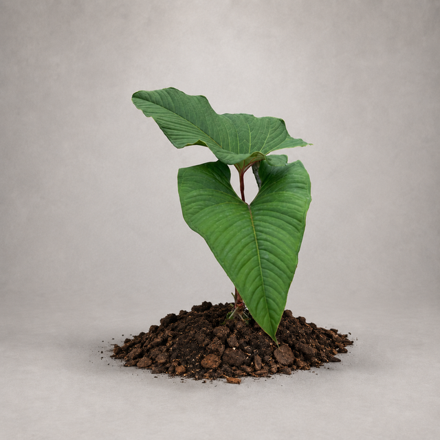 Anthurium marcocorreae als etablierte Jungpflanze mit grünen Blättern in lockerem Aroid-Substrat.