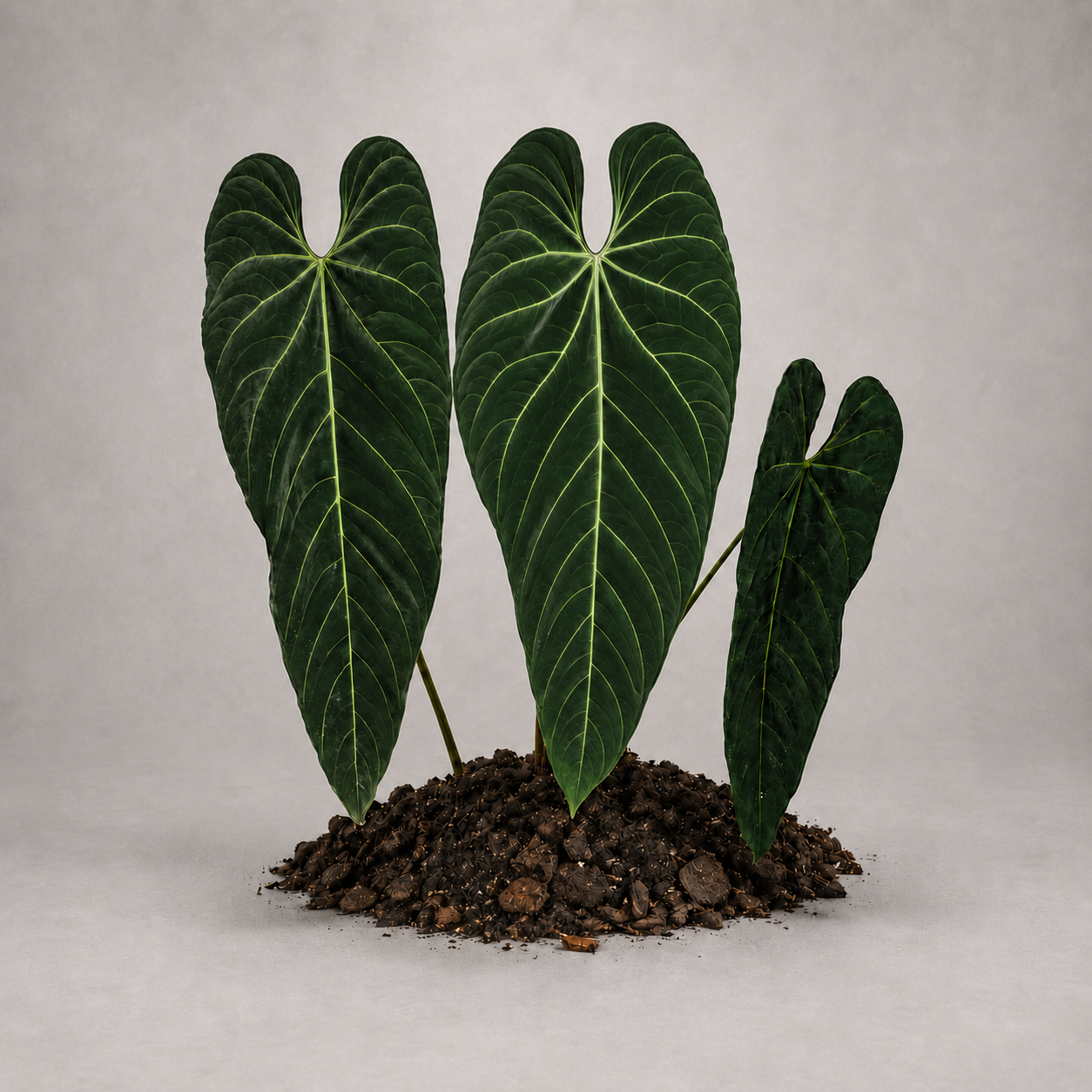 Anthurium metallicum als etablierte Jungpflanze mit grünen Blättern in lockerem Aroid-Substrat.
