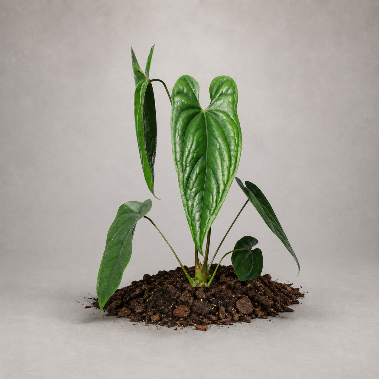 Anthurium nigrolaminum als etablierte Jungpflanze mit grünen Blättern in lockerem Aroid-Substrat.