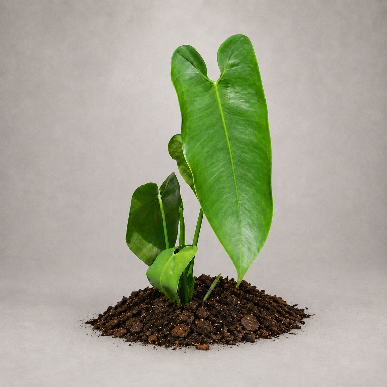 Anthurium pepeportillae als etablierte Jungpflanze mit grünen Blättern in lockerem Aroid-Substrat.