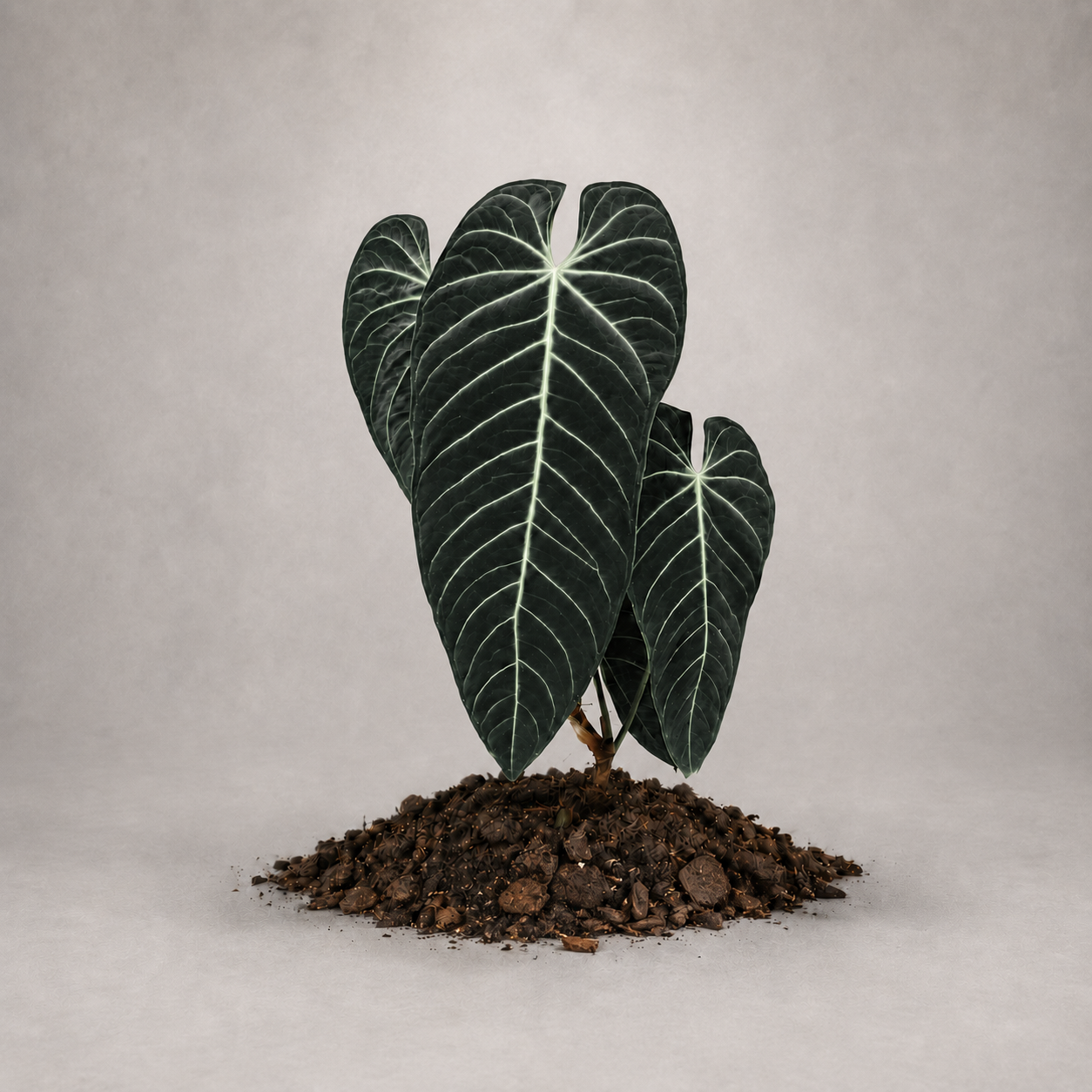 Anthurium waterburyanum als etablierte Jungpflanze mit grünen Blättern in lockerem Aroid-Substrat.